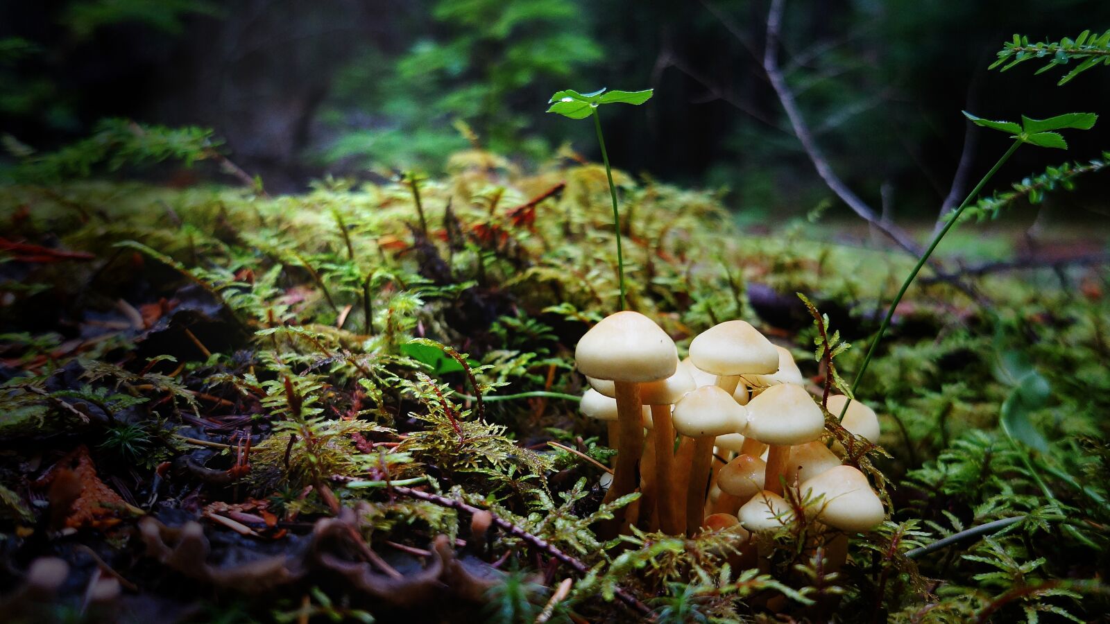 Sony Alpha NEX-5N + Sony E 16mm F2.8 sample photo. Autumn, forest, mushrooms photography