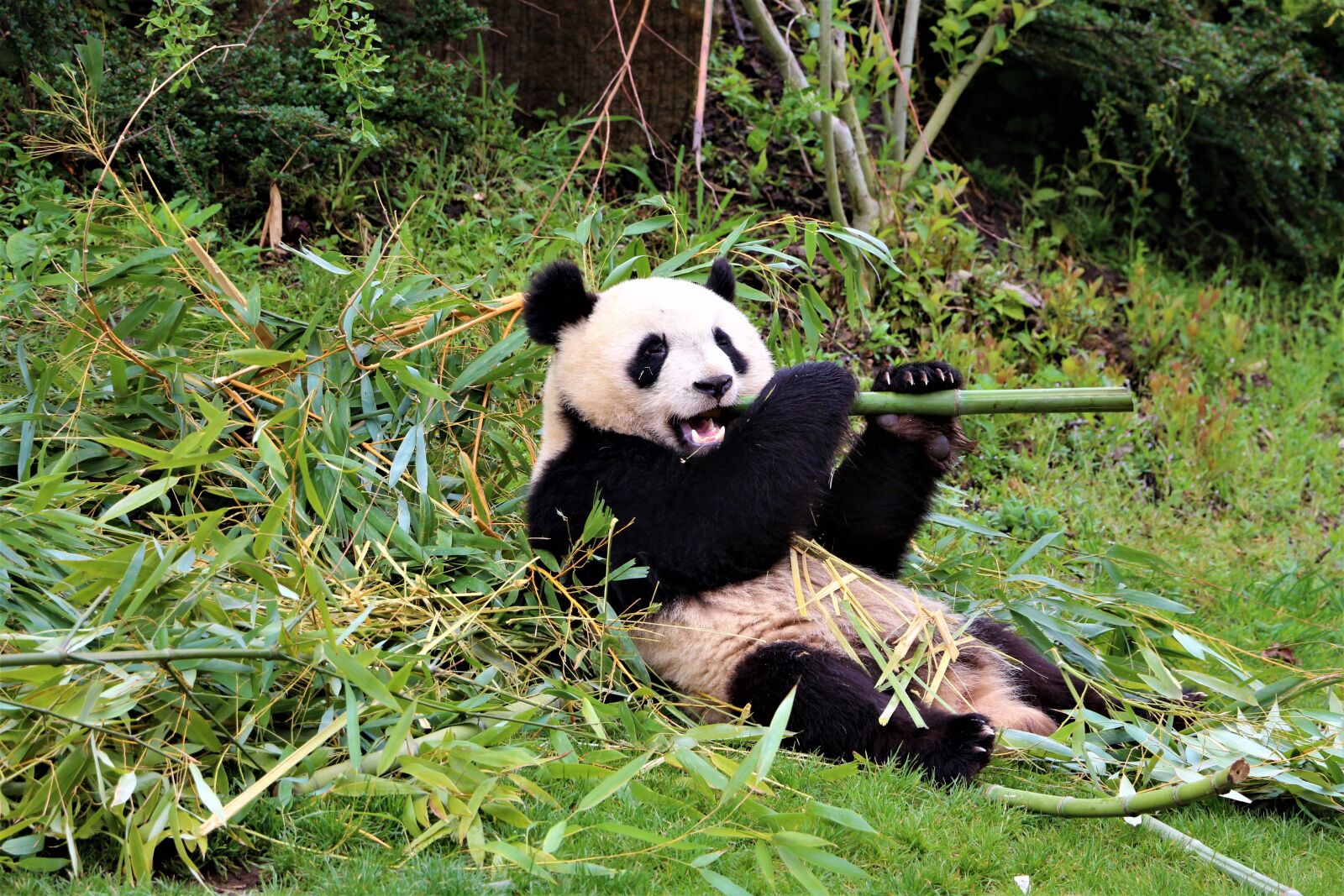Canon EOS 700D (EOS Rebel T5i / EOS Kiss X7i) sample photo. Panda, zoo, beauval photography