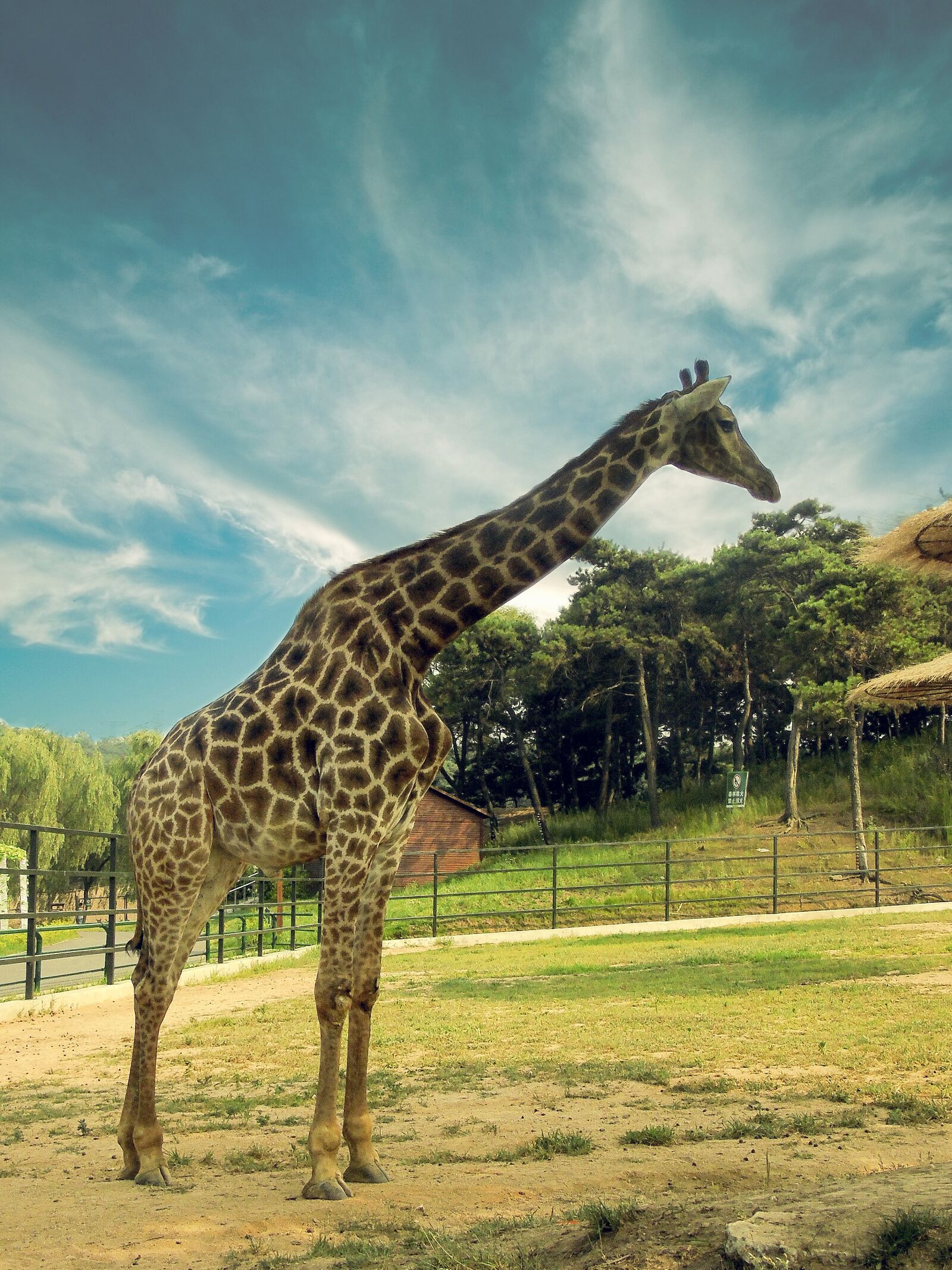 Sony Cyber-shot DSC-H400 sample photo. Giraffe, animal, the scenery photography