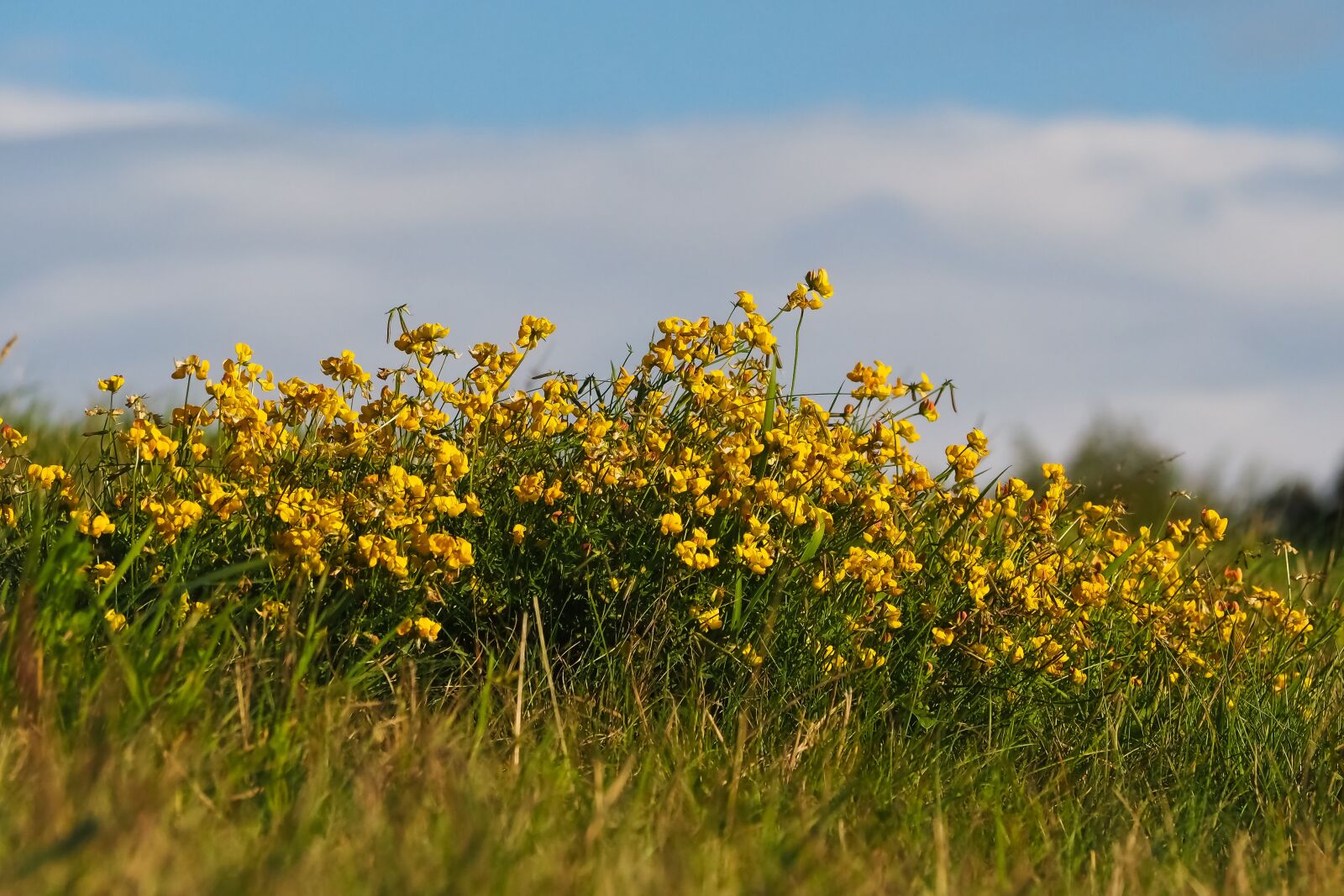 Olympus OM-D E-M10 sample photo. Pointed flower, flower, nature photography