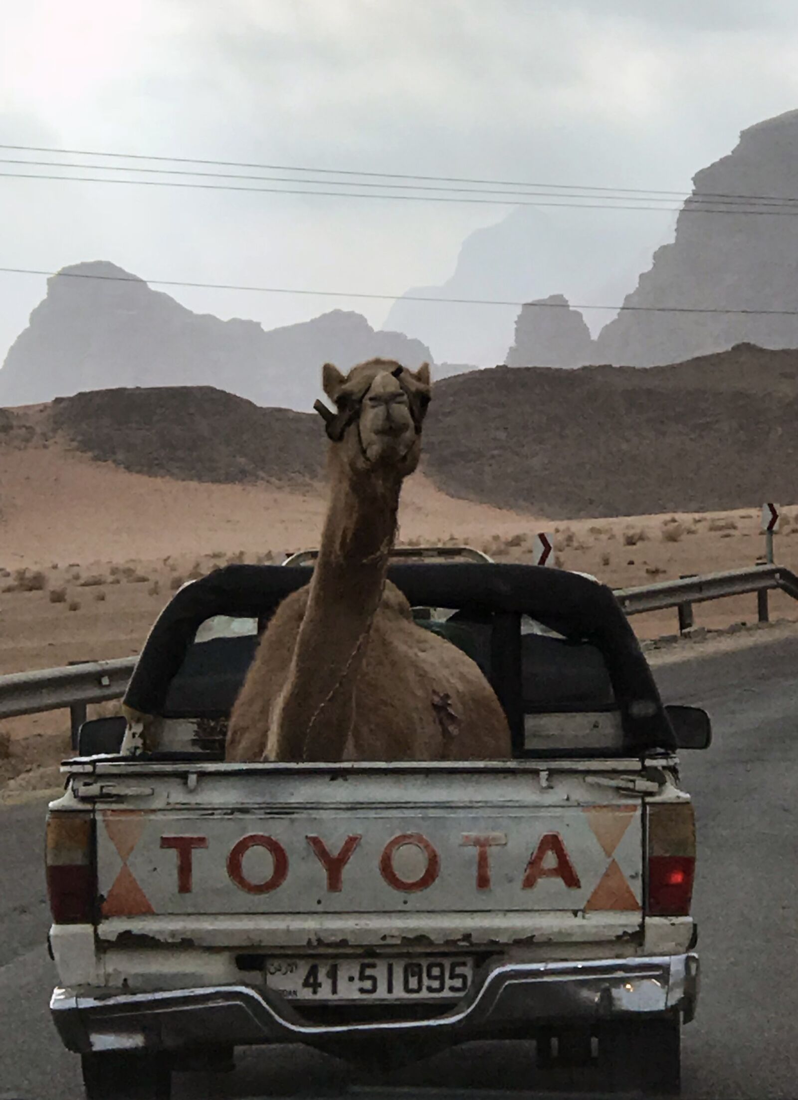 iPhone 7 Plus back dual camera 6.6mm f/2.8 sample photo. Camel, desert, truck photography