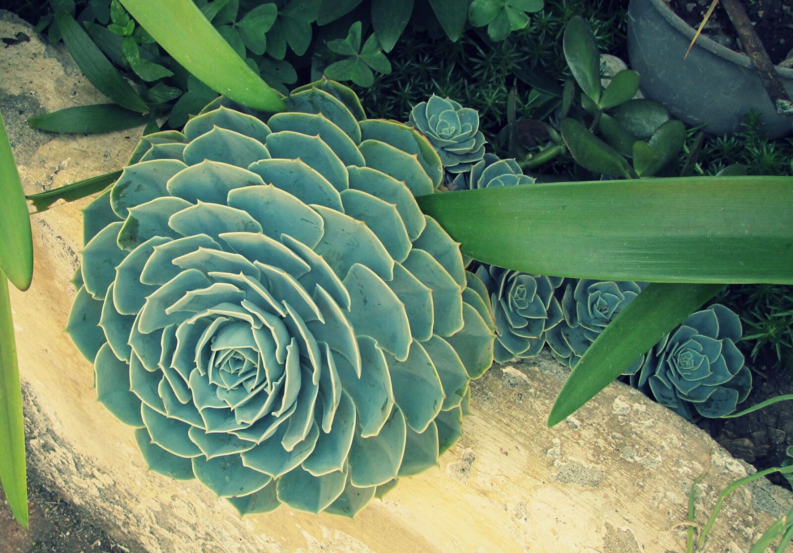 Canon PowerShot SX160 IS sample photo. Cactus, plant, garden, plant photography