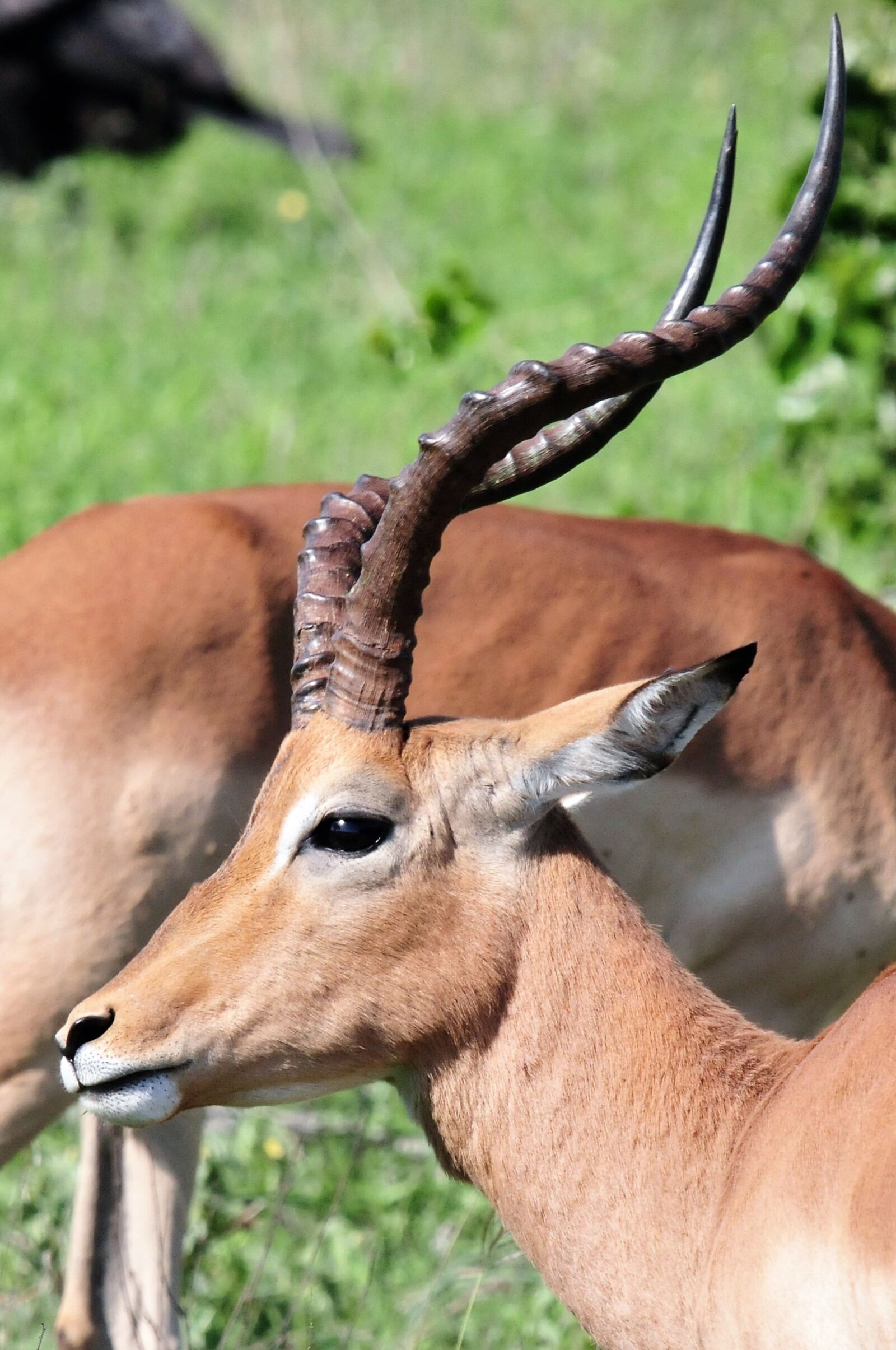 Nikon D300 sample photo. South africa, antelope, nature photography