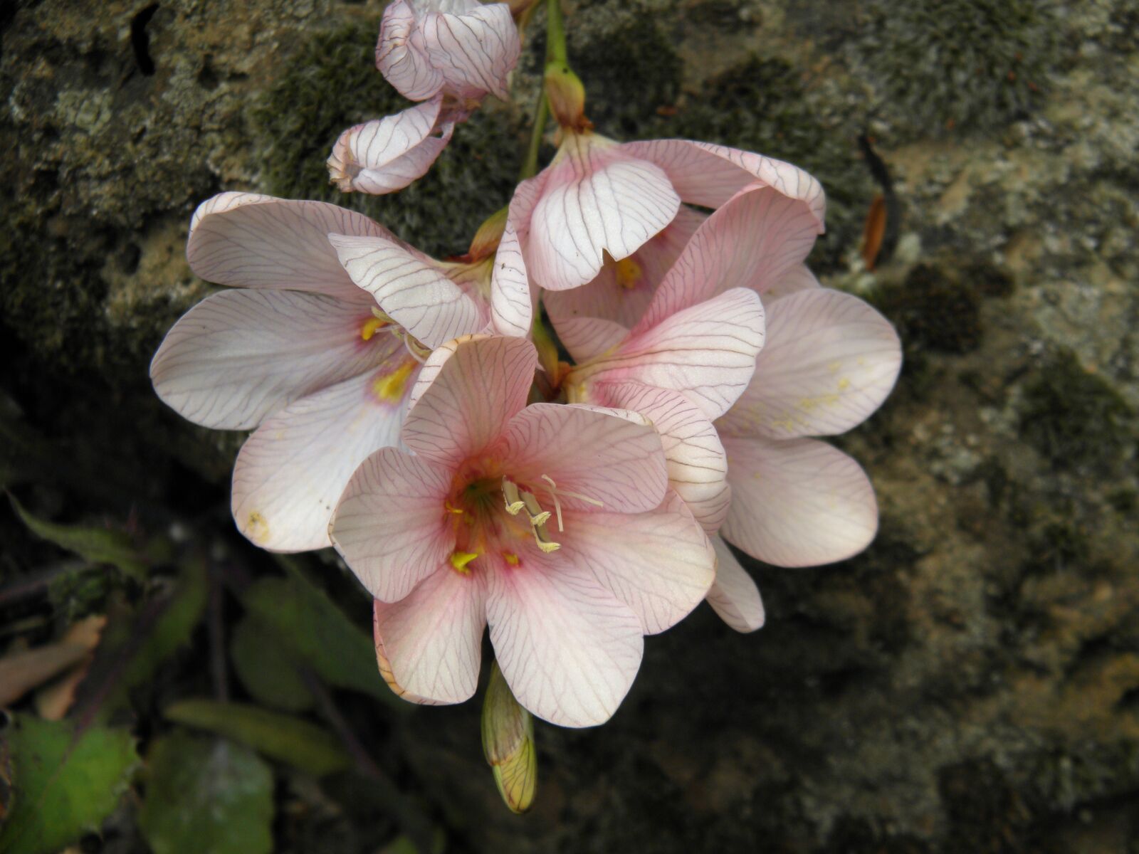 Olympus SP600UZ sample photo. Floral, flower, macro photography