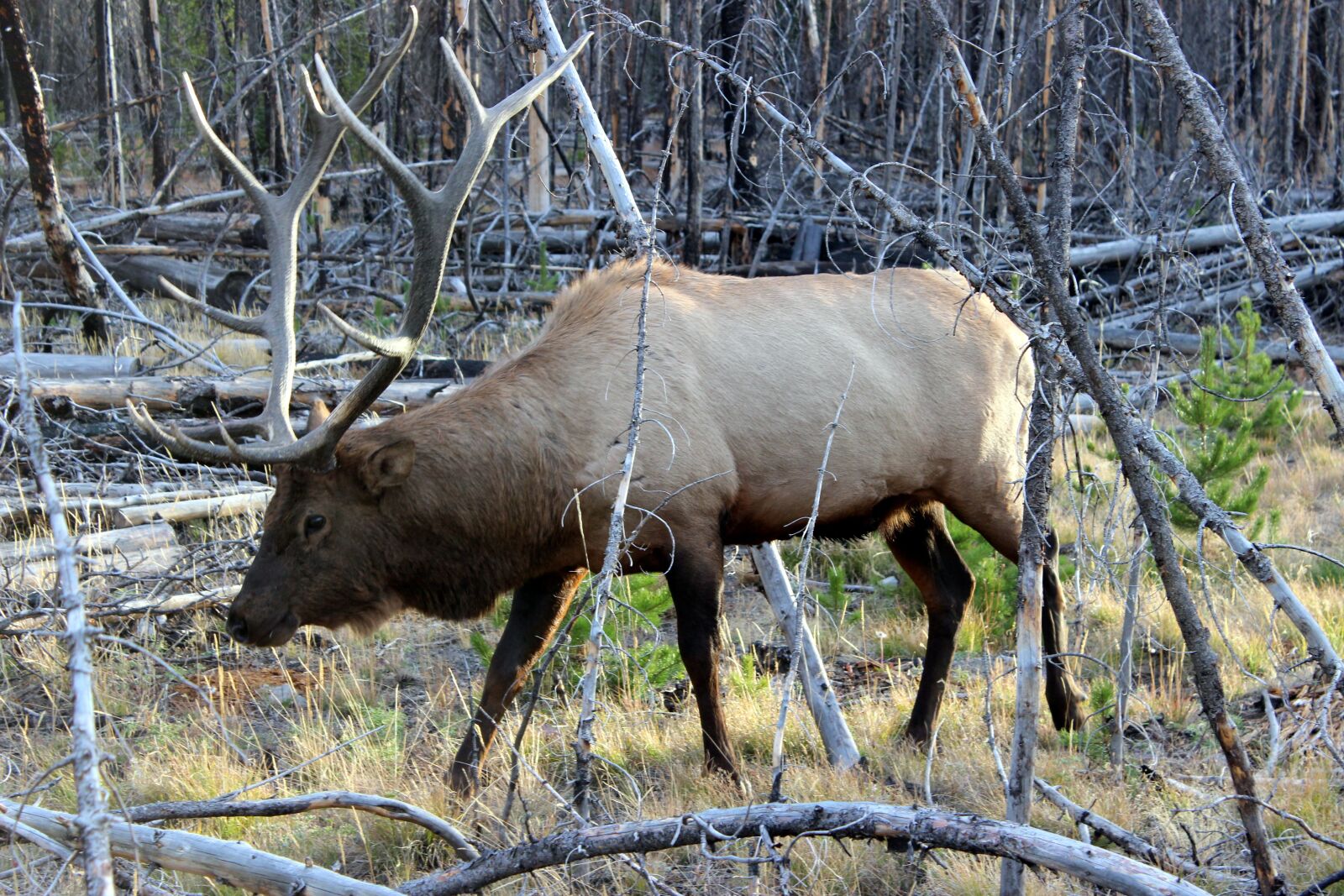 Canon EOS 600D (Rebel EOS T3i / EOS Kiss X5) sample photo. Wapiti deer, yellowstone, national photography