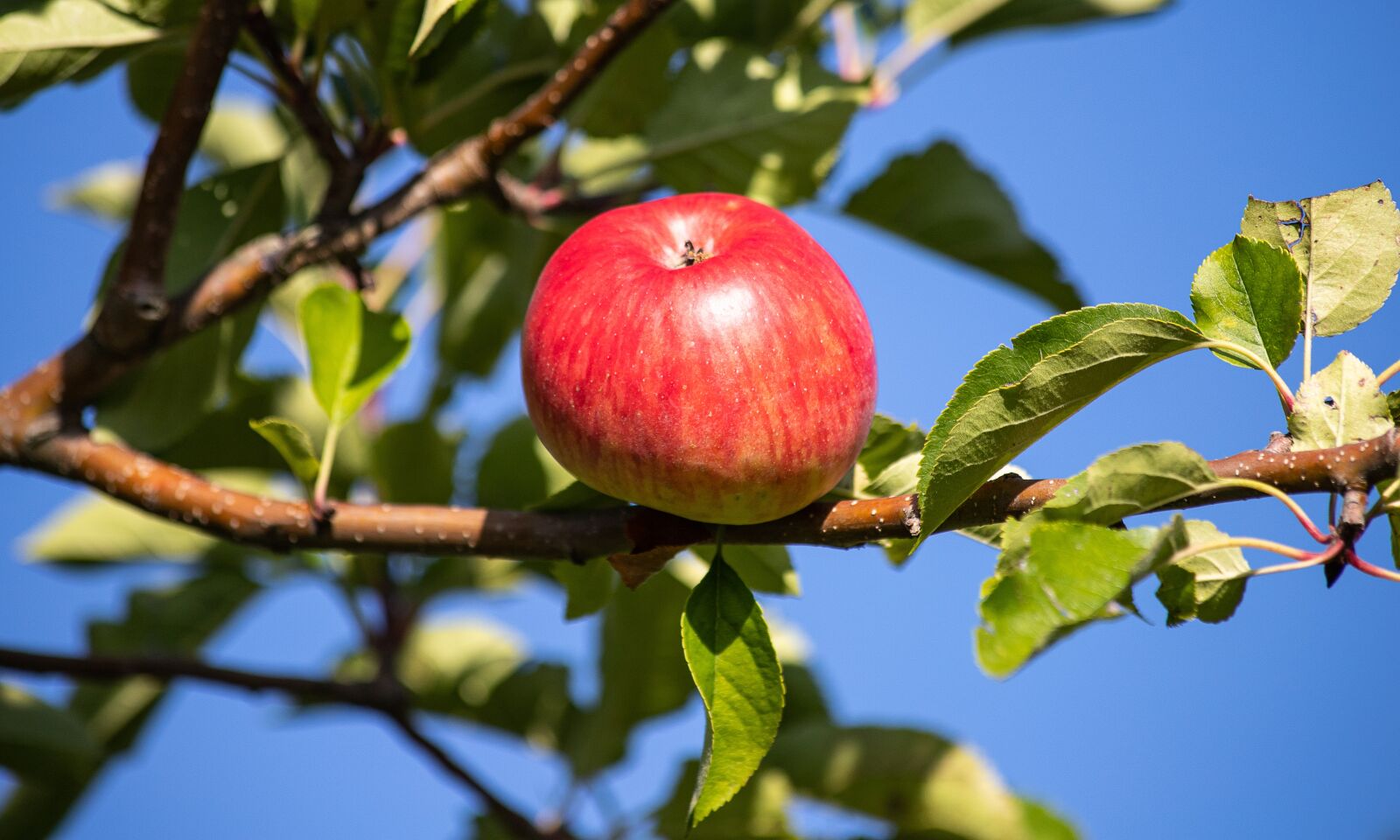 Canon EF 70-300mm F4-5.6 IS USM sample photo. Apple, apple tree, fruit photography