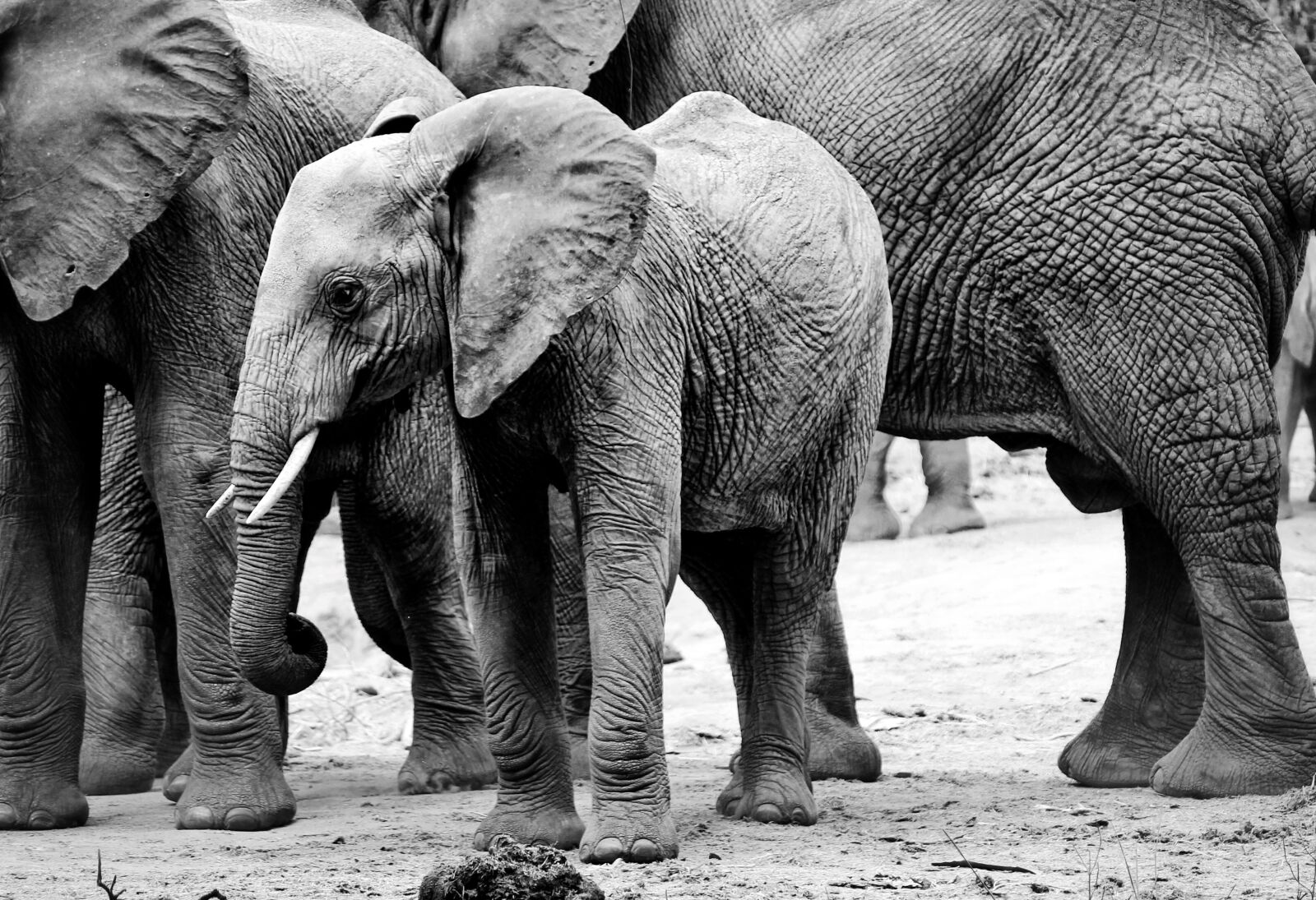 Canon EOS 1100D (EOS Rebel T3 / EOS Kiss X50) + Canon EF-S 55-250mm F4-5.6 IS II sample photo. Elephant, africa, wildlife photography
