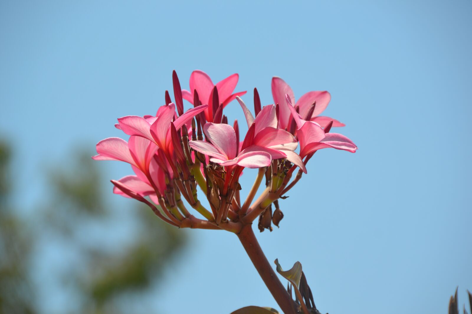 Nikon D3100 sample photo. Flower, plant, blossom photography