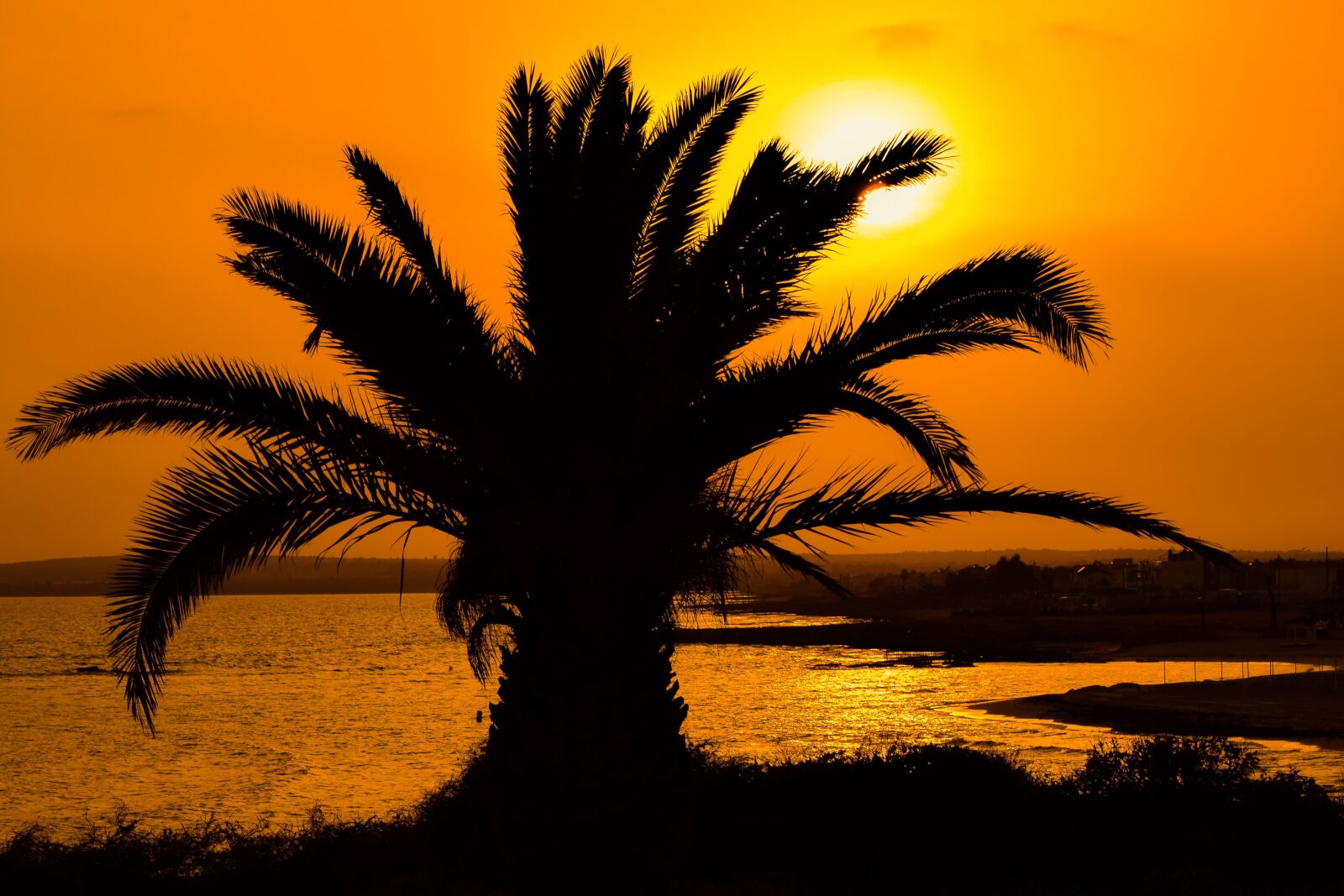 Nikon D3300 sample photo. Sunset, palm, nature photography