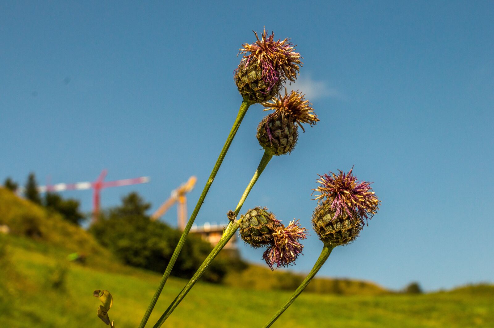 Nikon D3200 sample photo. Flower, autumn, faded photography