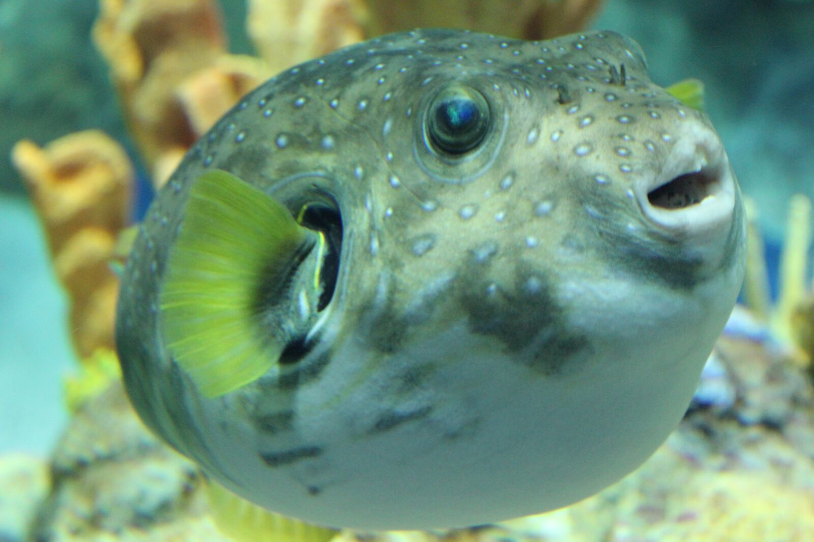 Canon EOS 550D (EOS Rebel T2i / EOS Kiss X4) sample photo. Puffer fish, fish, fried photography