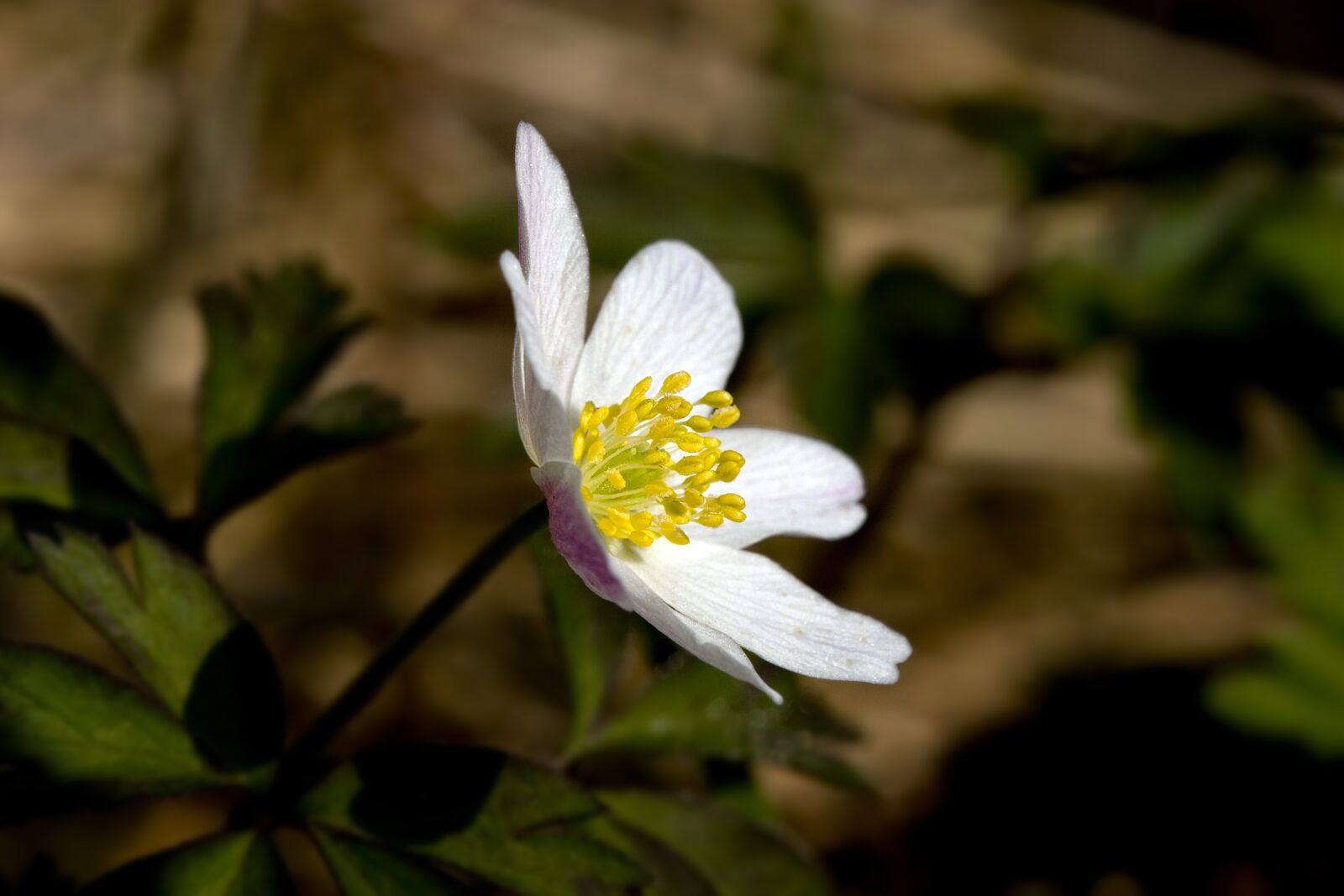 Canon EOS 20D sample photo. Flower, the nature of photography