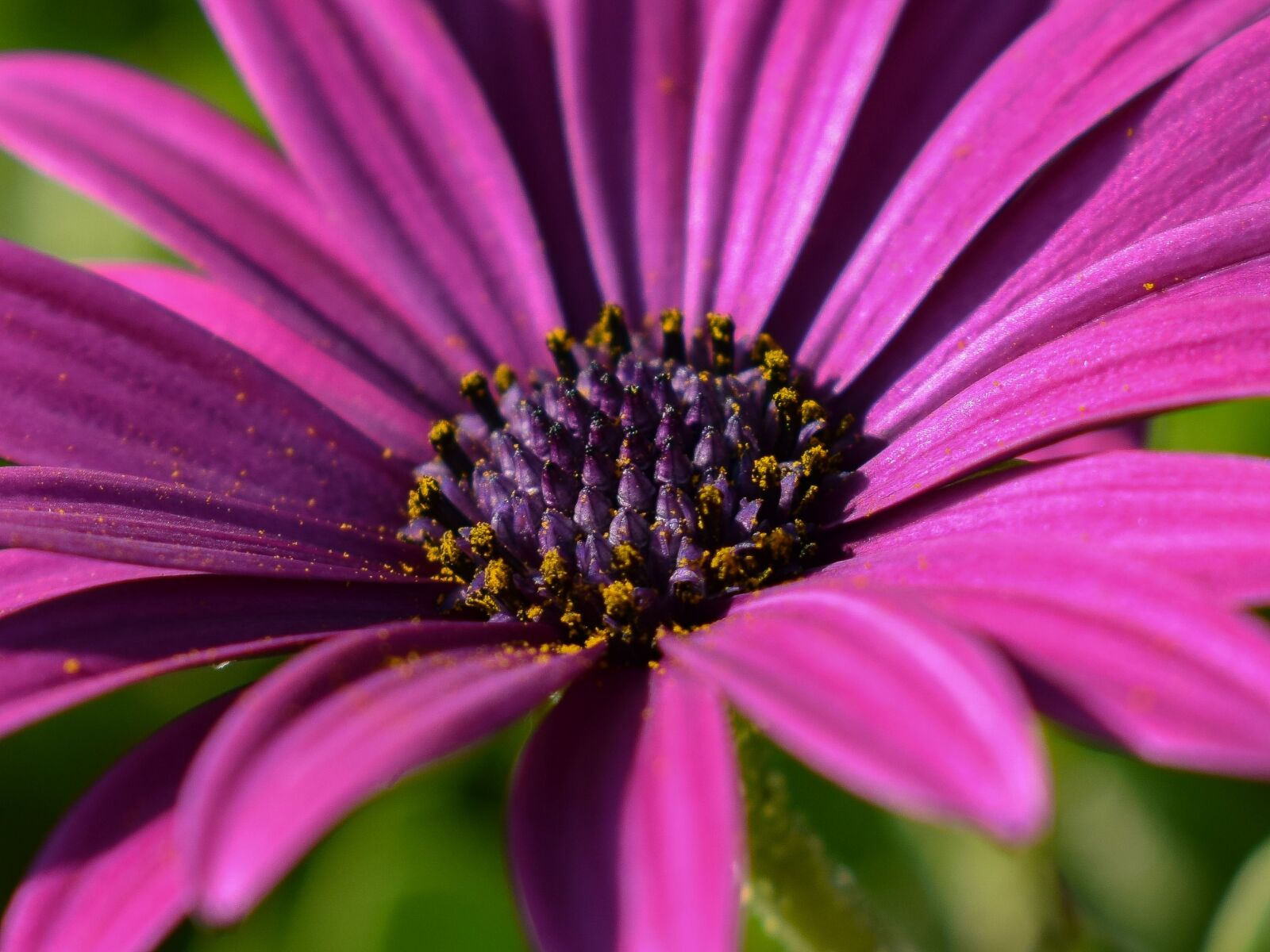 Nikon D3300 sample photo. African daisy, flower, nature photography