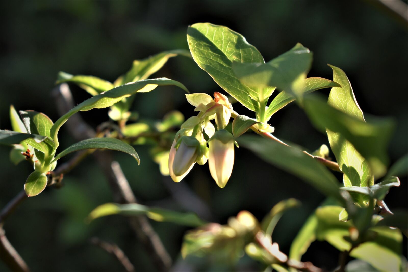 Nikon D5500 sample photo. Blueberries, flowers, leaves photography