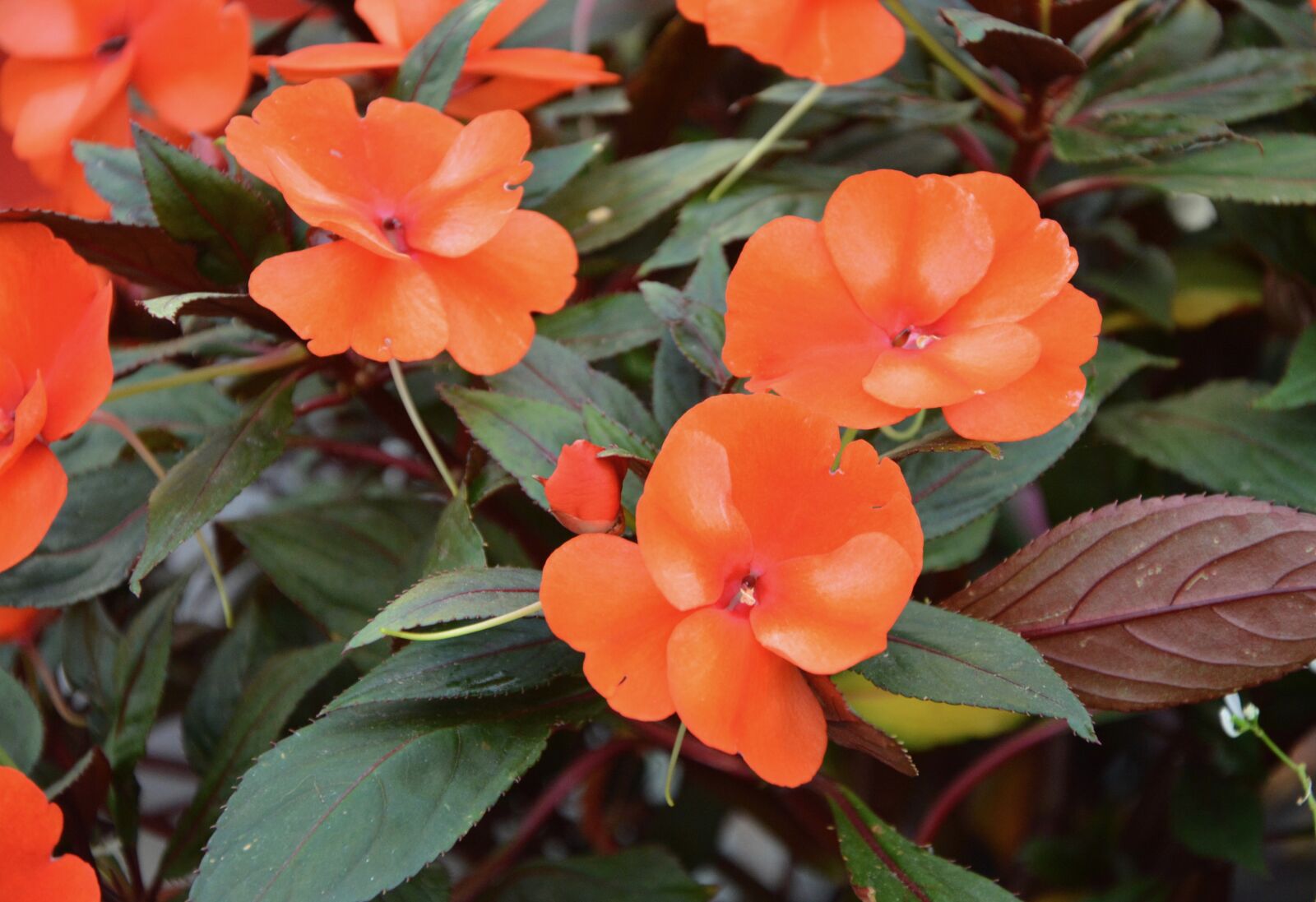 Nikon D5200 sample photo. Flowers, impatiensi, orange photography