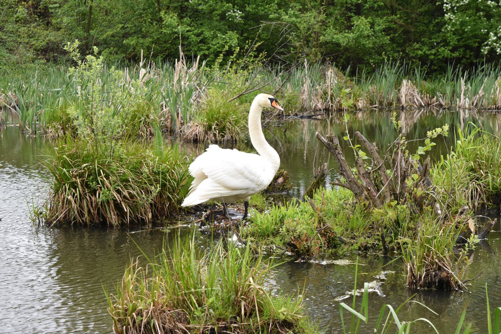 Nikon D7200 sample photo. Swan, bird, pond photography