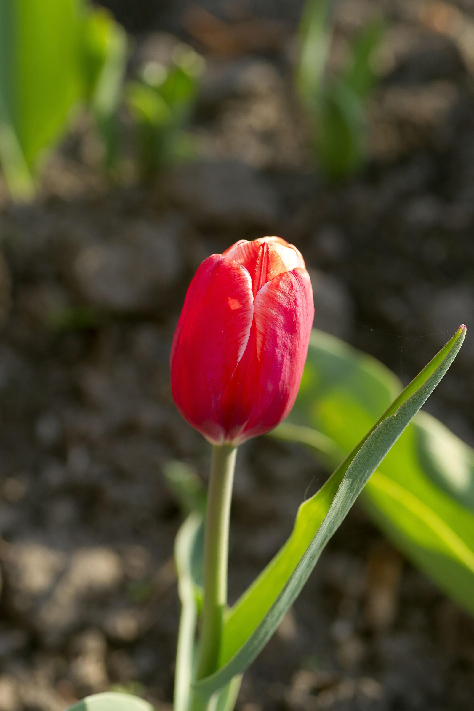 Sony Alpha DSLR-A850 sample photo. Flower, tulip, red photography