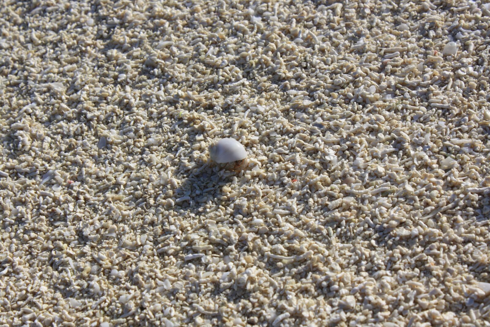 Canon EOS 1000D (EOS Digital Rebel XS / EOS Kiss F) sample photo. Crab, hermit, beach photography