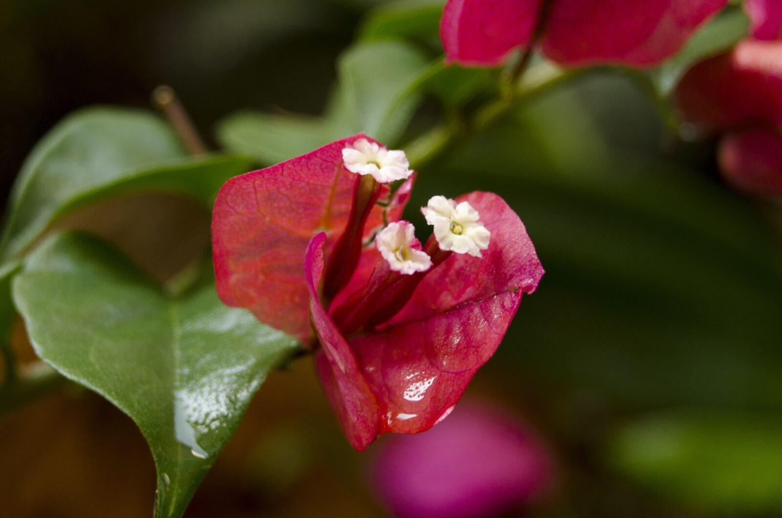 Nikon D5100 sample photo. Flowers, affix, close shot photography