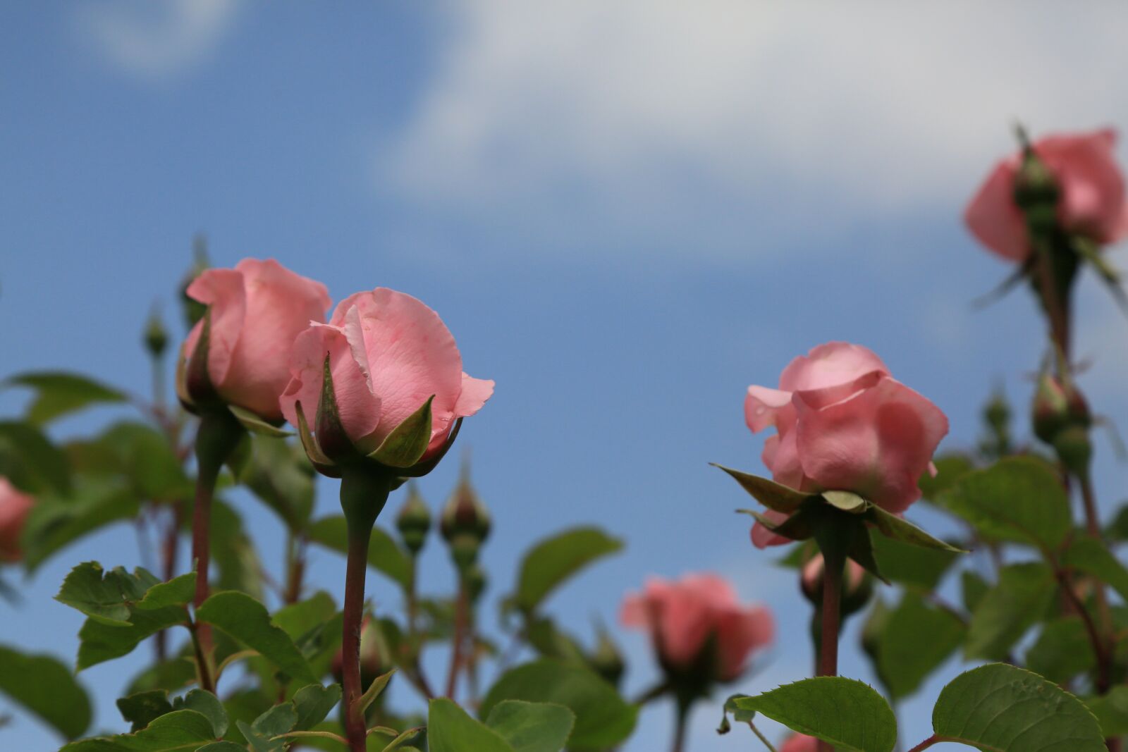 Canon EOS 5D Mark III + Canon EF 24-105mm F4L IS USM sample photo. Rose, pink, flower photography