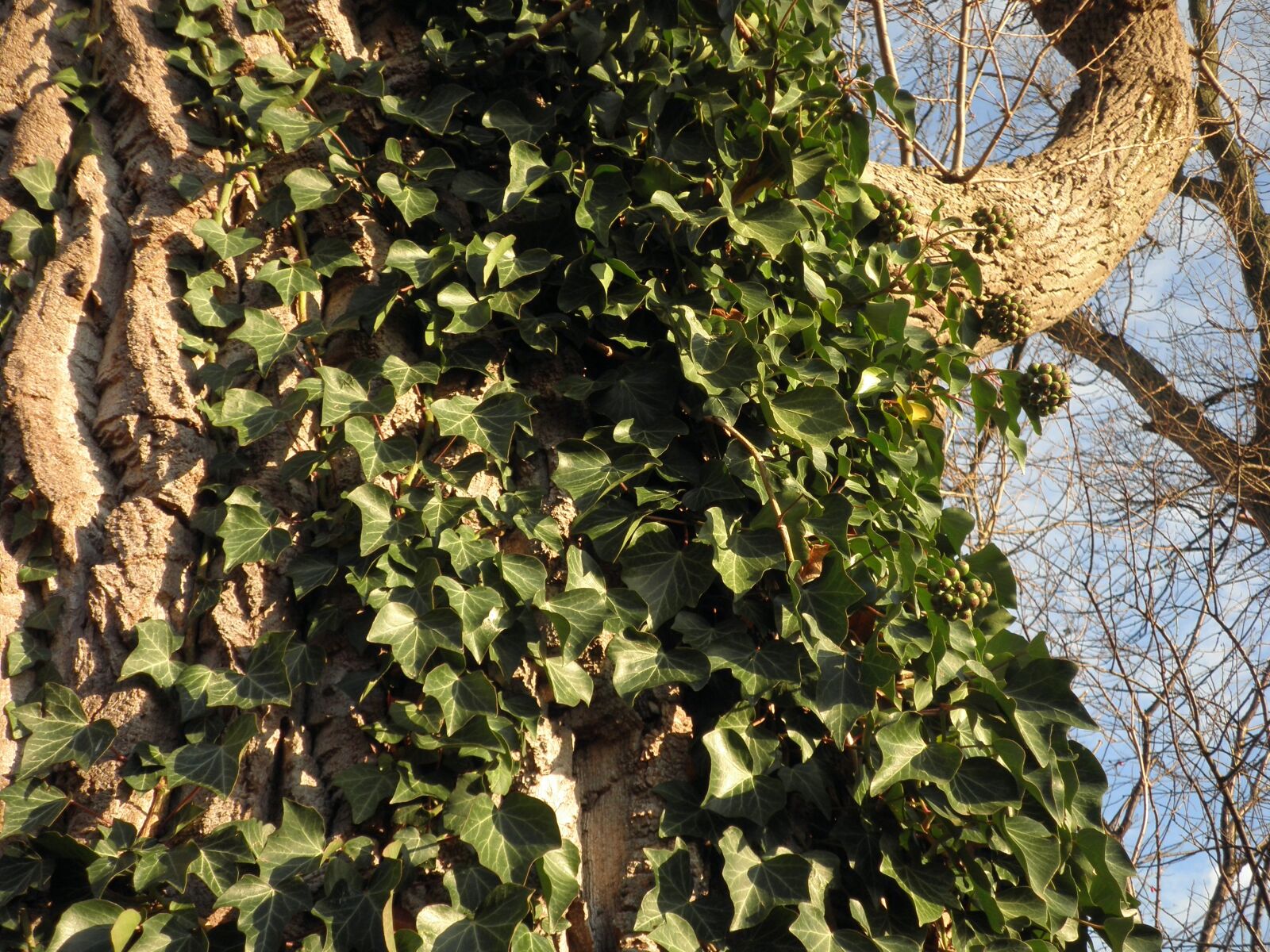 Olympus FE4010,X930 sample photo. Ivy, climber plant, common photography