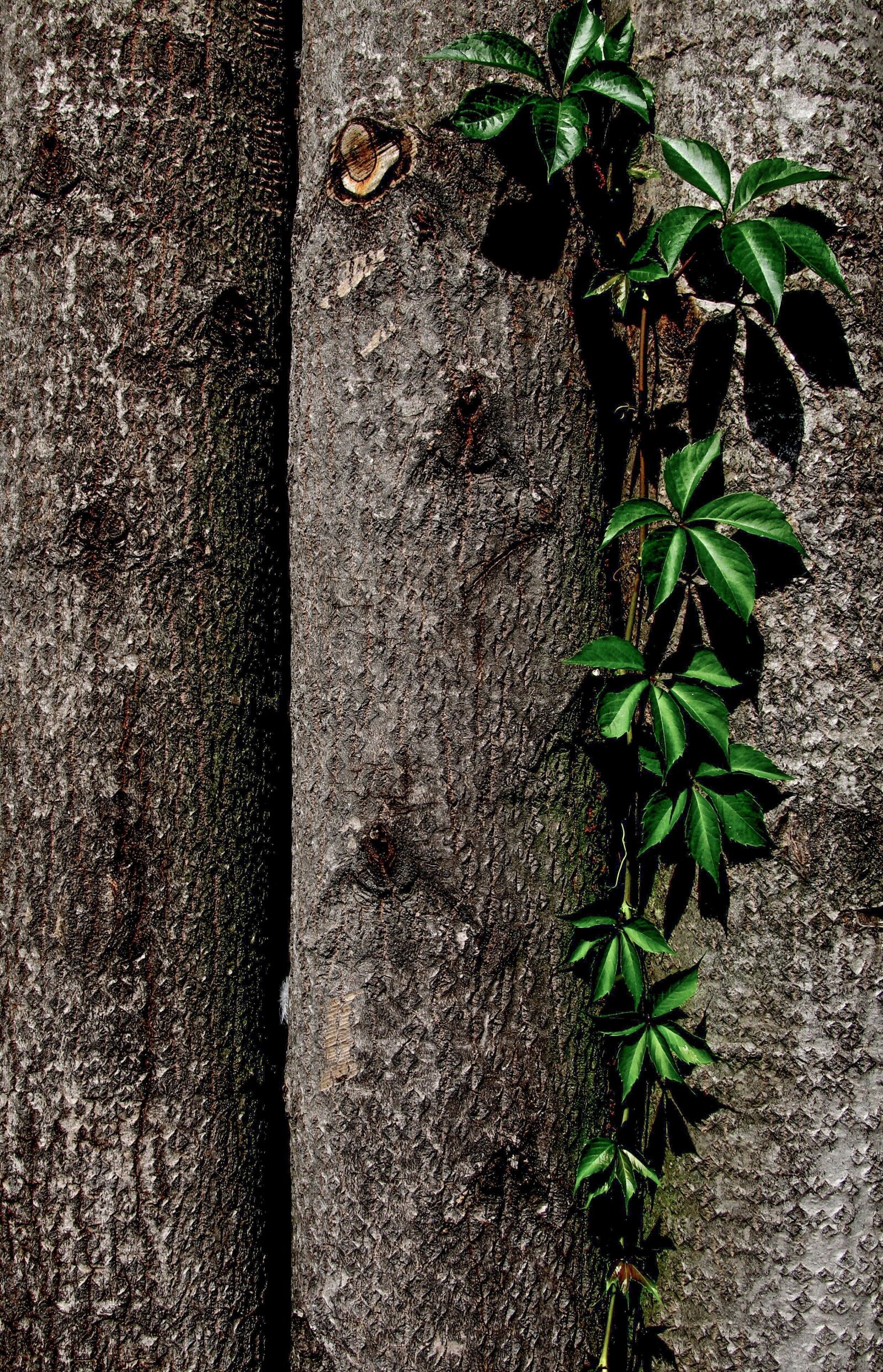 Canon PowerShot SX130 IS sample photo. Leaf, spring, green photography