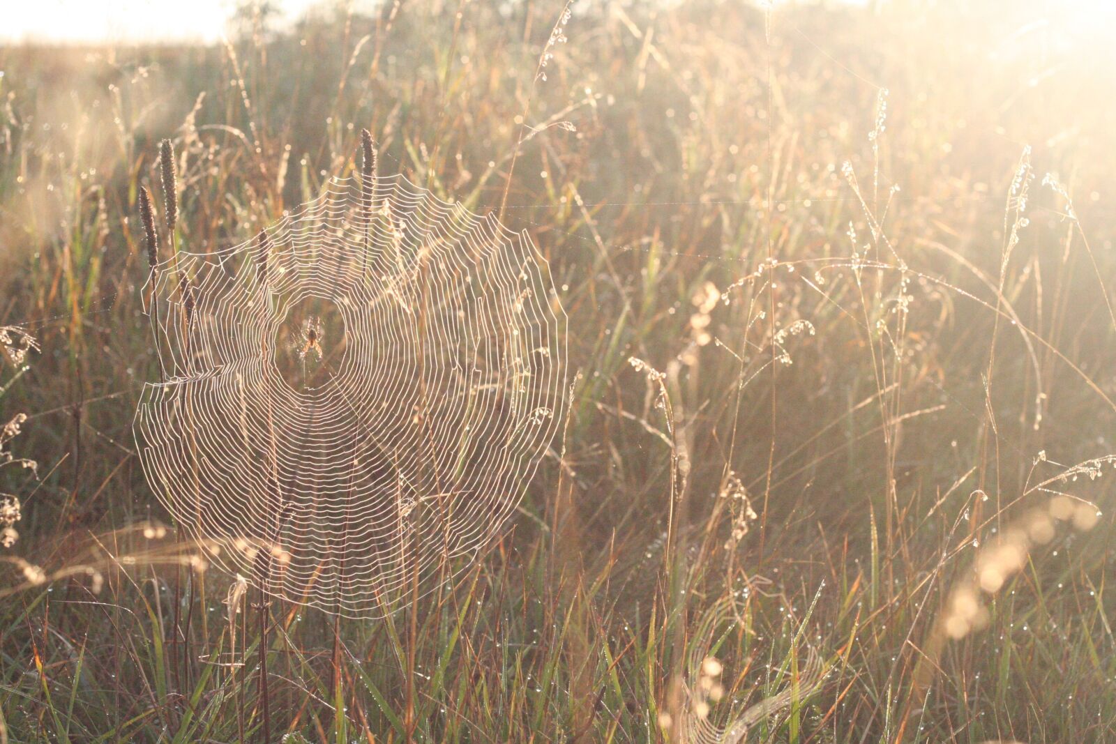Canon EOS 350D (EOS Digital Rebel XT / EOS Kiss Digital N) sample photo. Spider web, sun, sunlight photography
