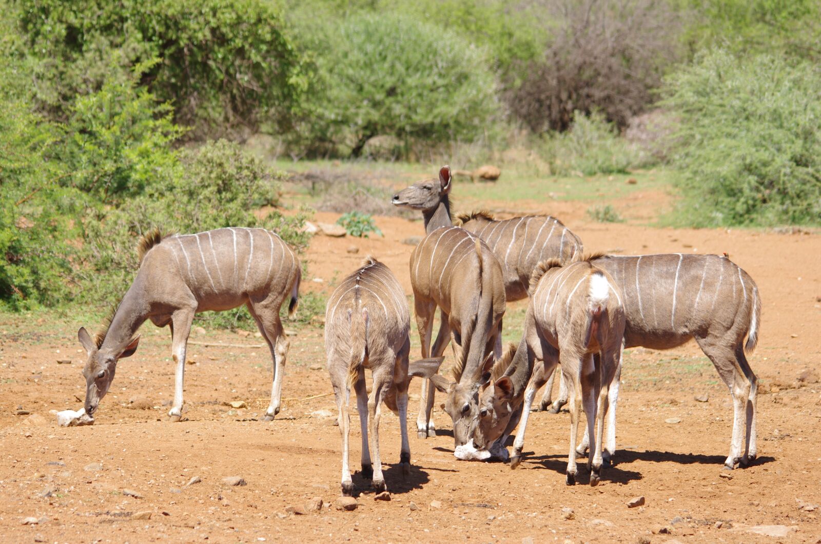 Pentax K-5 sample photo. South africa, wildlife, buck photography
