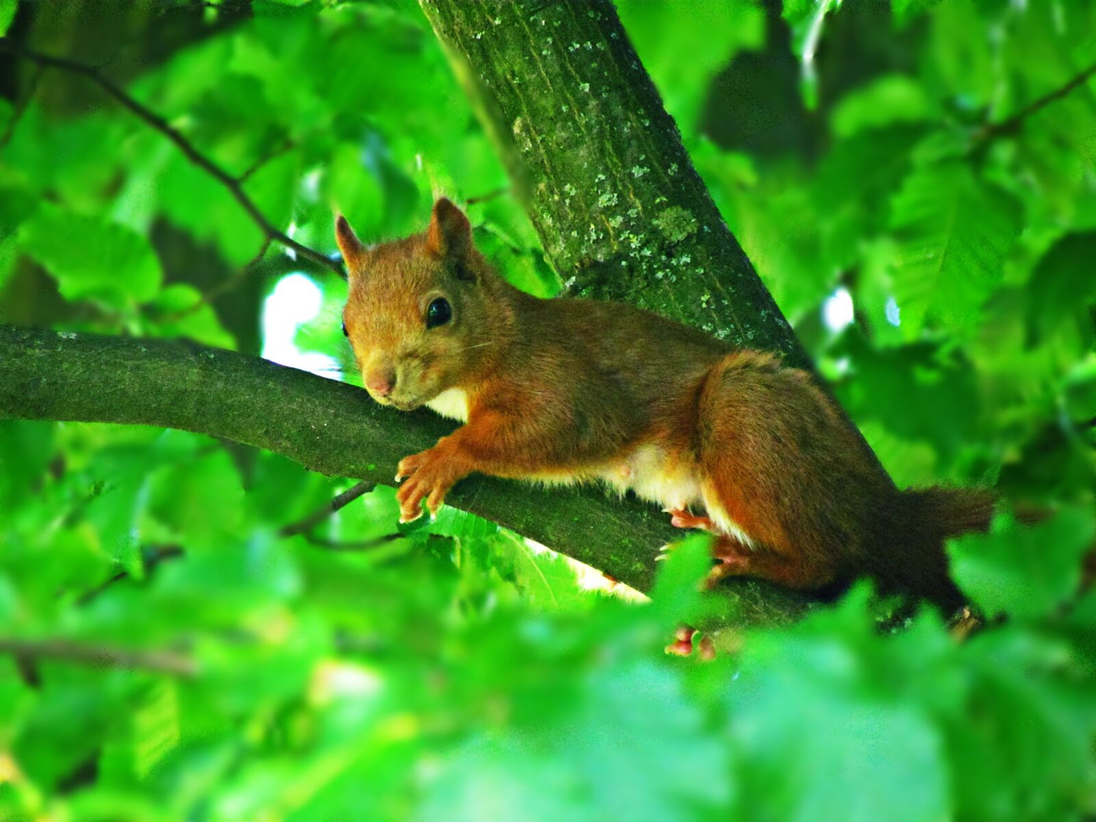 Canon PowerShot SX30 IS sample photo. The squirrel, mammal, ruda photography