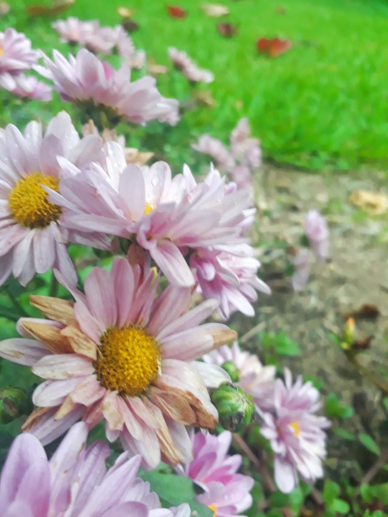 Samsung Galaxy J5 Prime sample photo. Flowers, margaritas, daisy photography