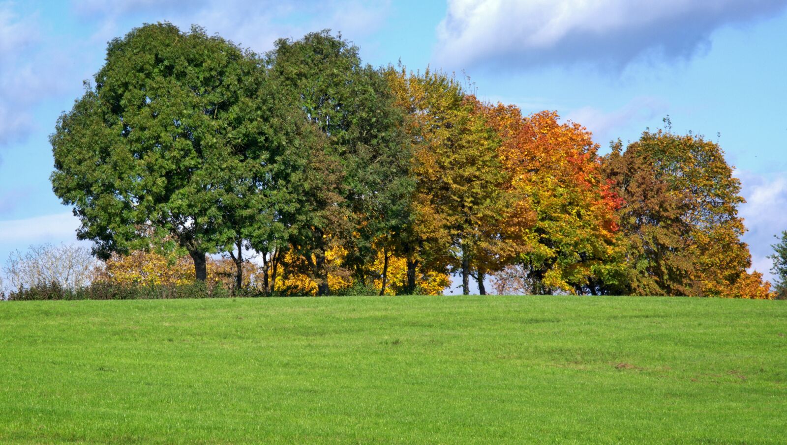 55.0-200.0mm f/4.0-f/5.6 sample photo. Autumn, trees, group photography