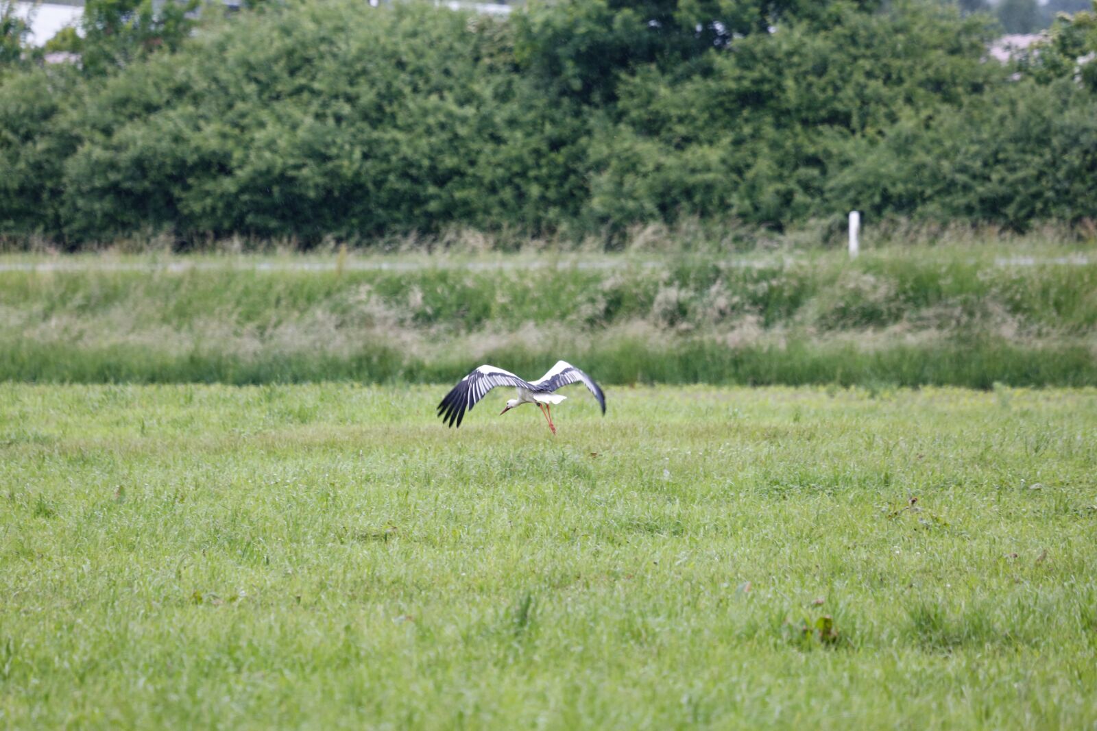 Canon EF 100-400mm F4.5-5.6L IS USM sample photo. Stork, meadow, flight photography