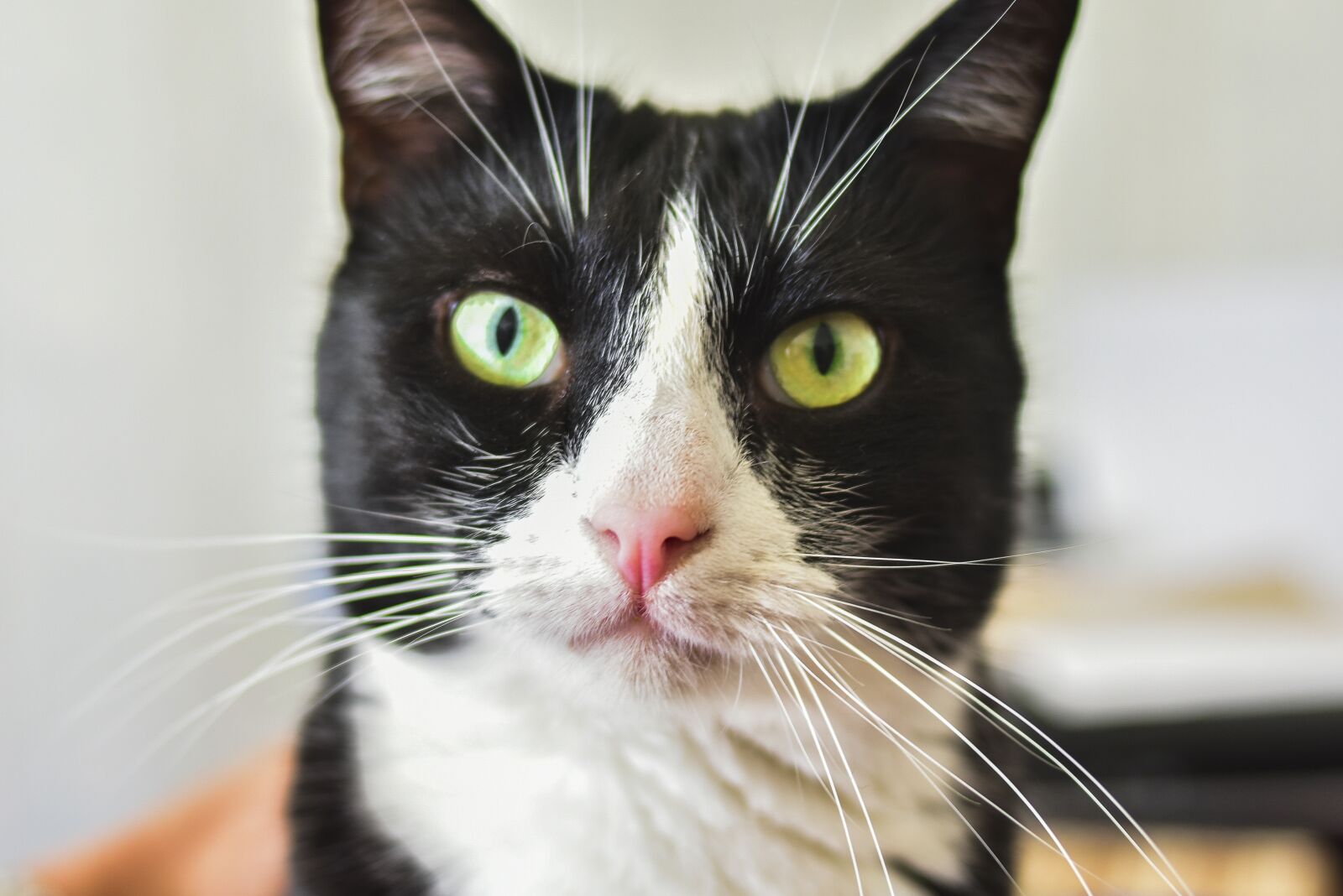 Nikon D7200 sample photo. Cat, portrait, view photography