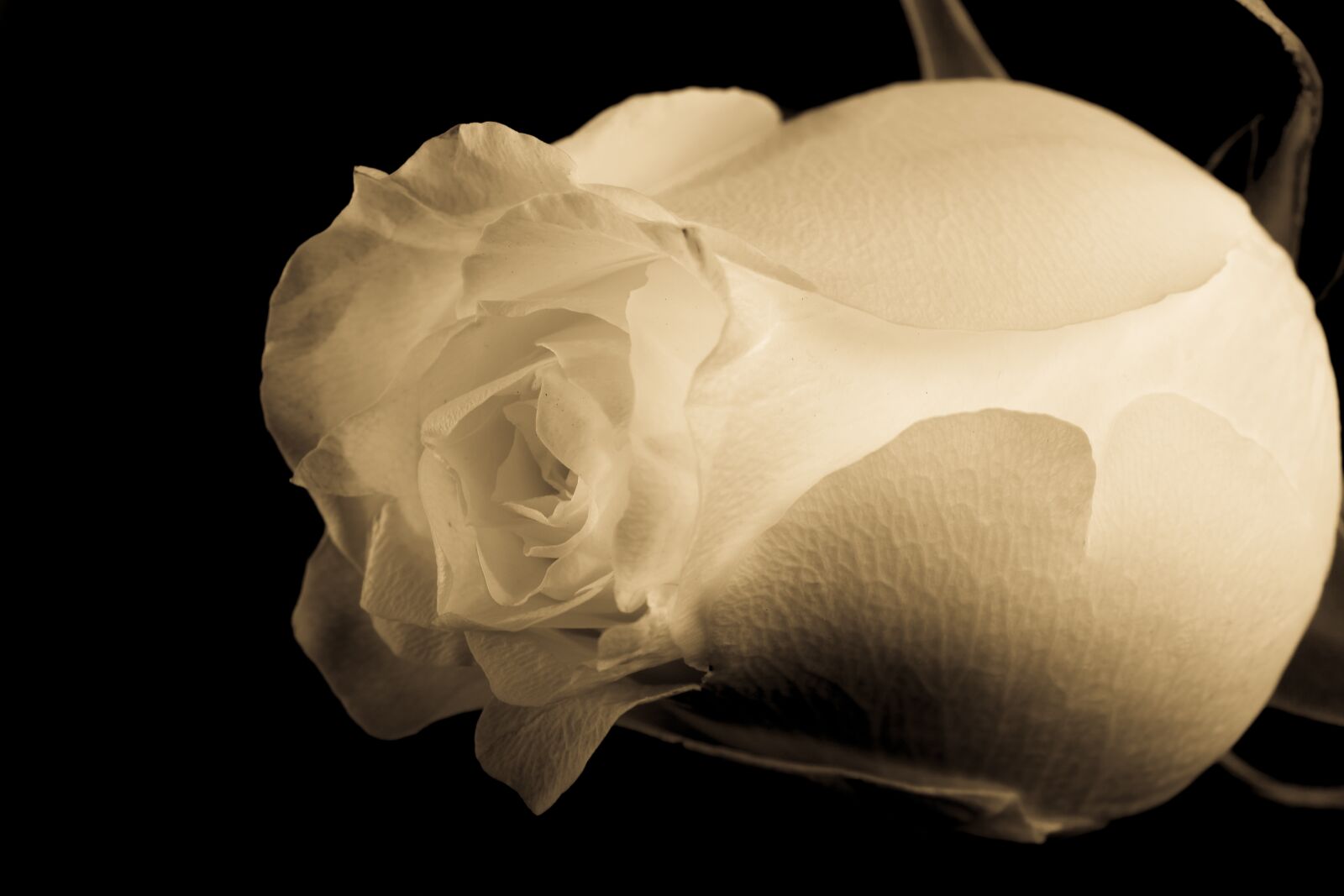 Nikon D5300 sample photo. Rose, white, black photography