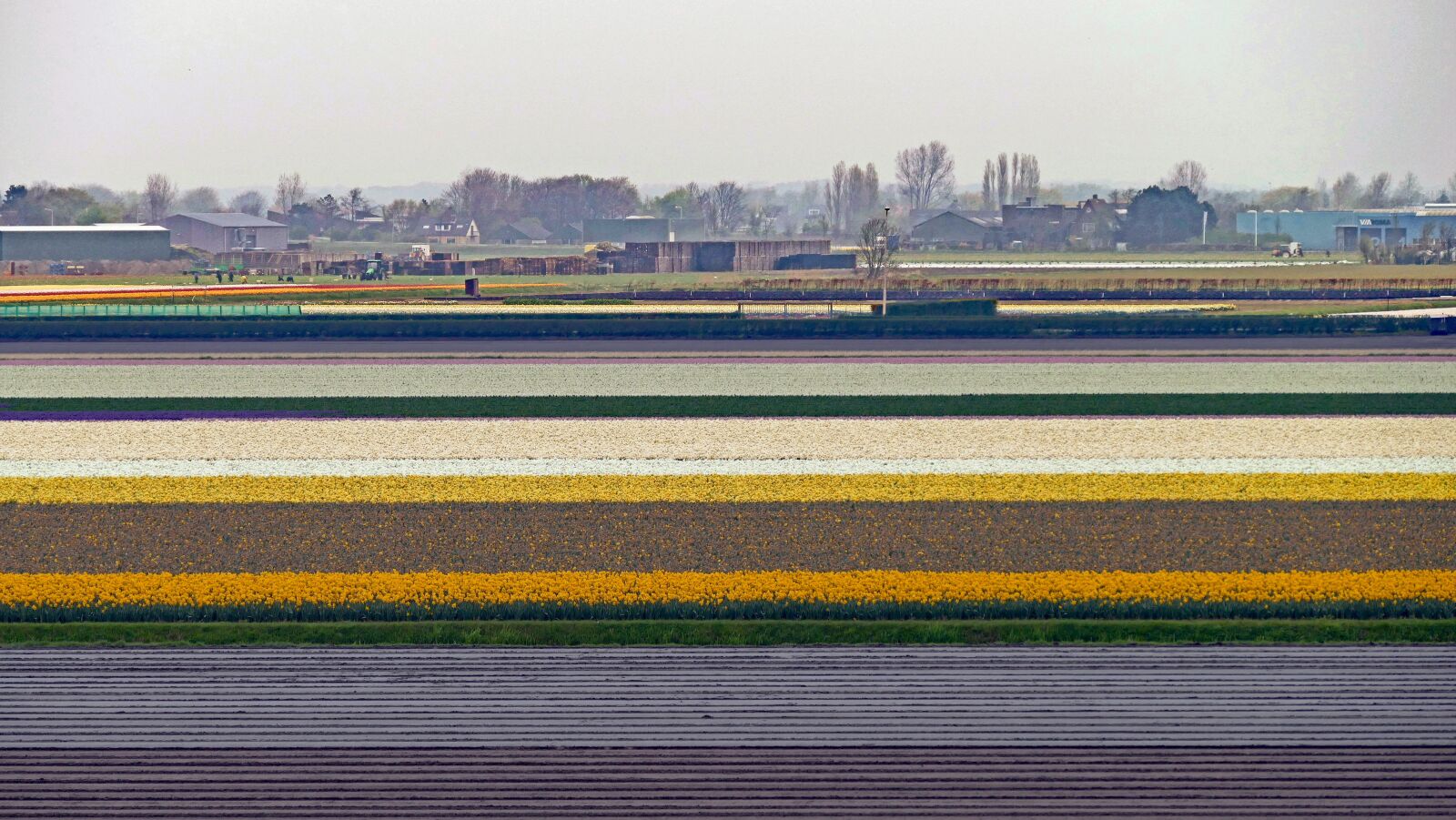 Panasonic Lumix DMC-FZ1000 sample photo. Field, tulips, travel photography