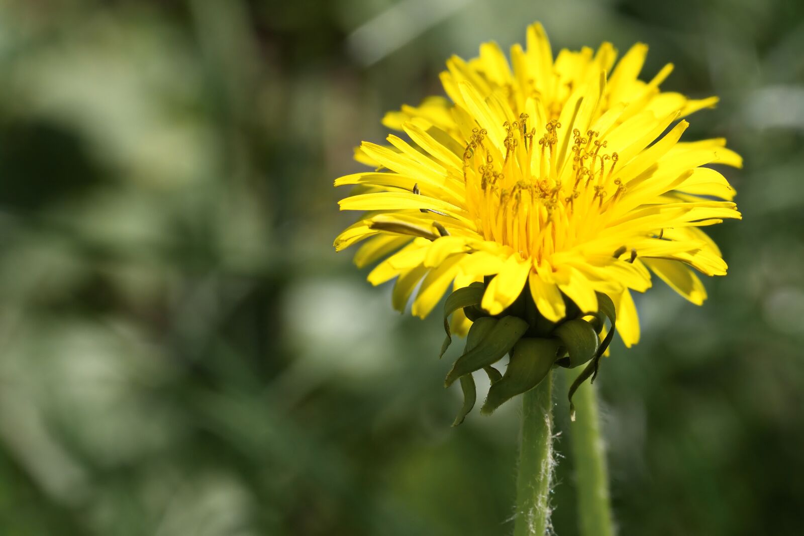 Nikon D5300 sample photo. Flower, yellow, dandelion photography
