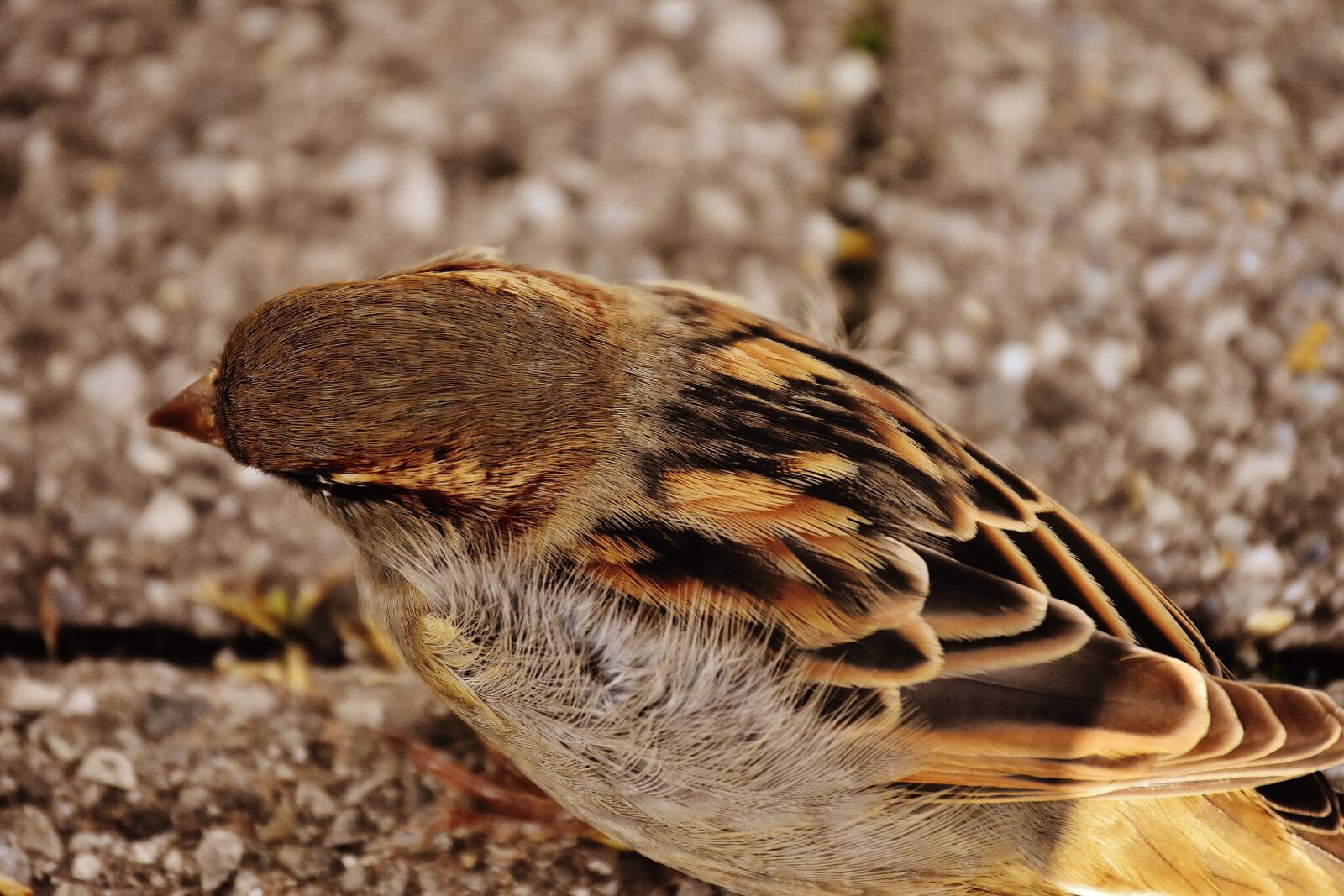 Nikon D7200 sample photo. Sparrow, bird, small photography