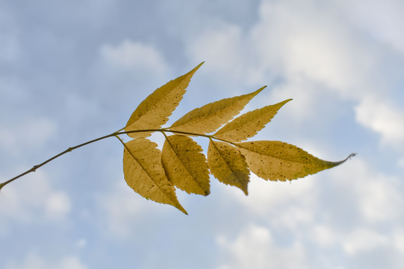 Nikon D3400 sample photo. Leaves, blue, sky photography