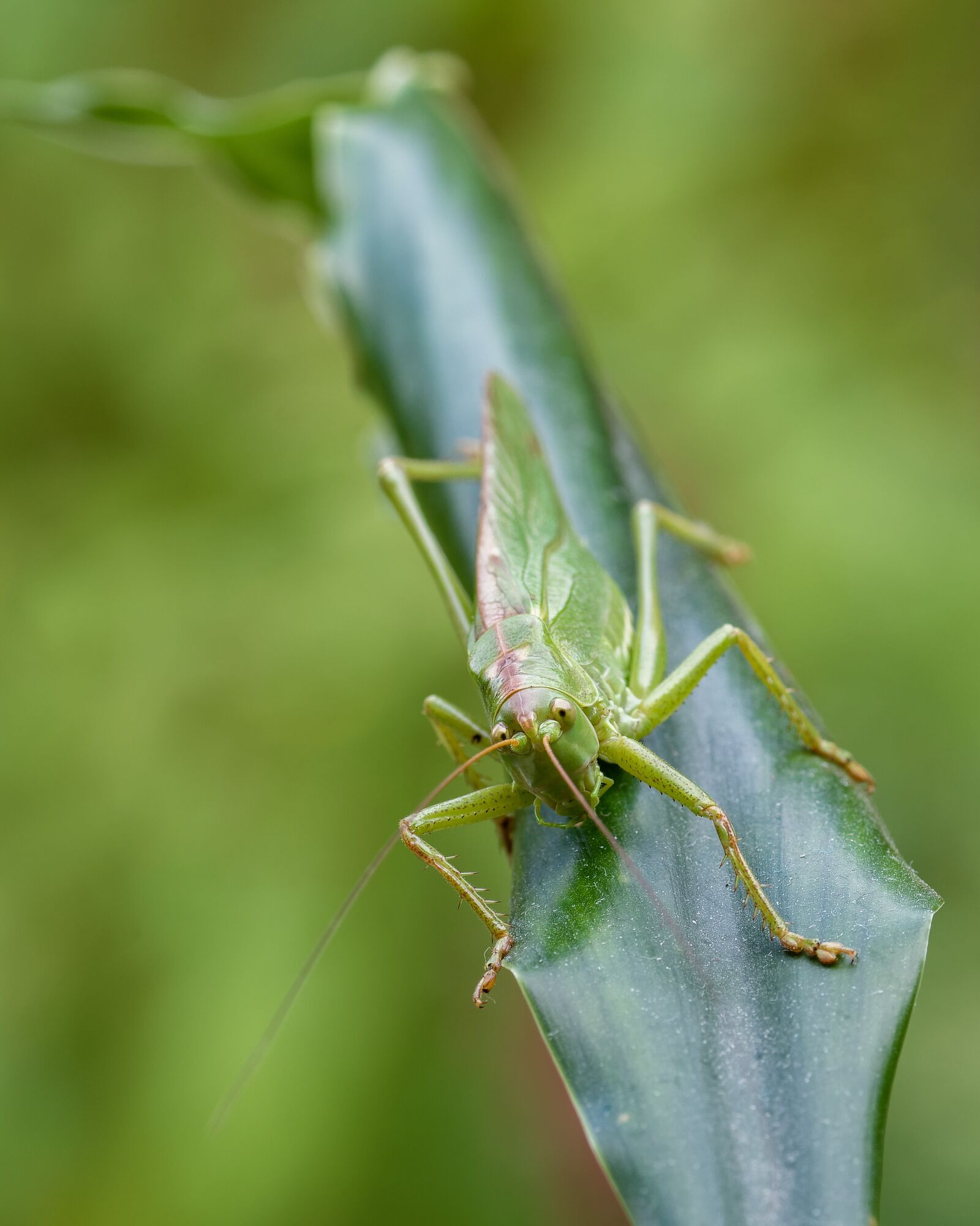 Nikon D7200 sample photo. Viridissima, grasshopper, insect photography