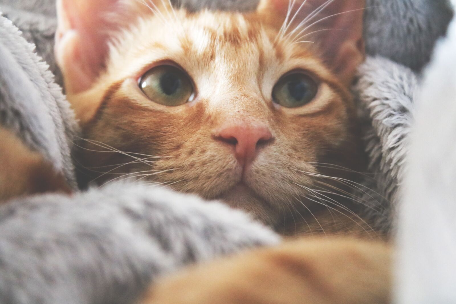 Canon EOS 750D (EOS Rebel T6i / EOS Kiss X8i) sample photo. Cat, kitten, lying photography