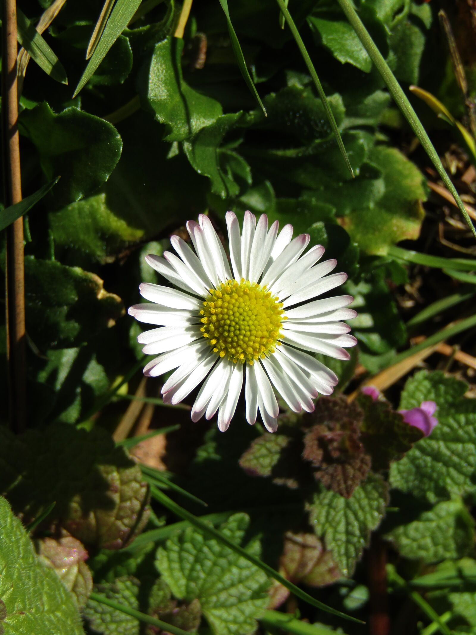 Canon POWERSHOT SX432 IS sample photo. Marie flower, daisy, small photography