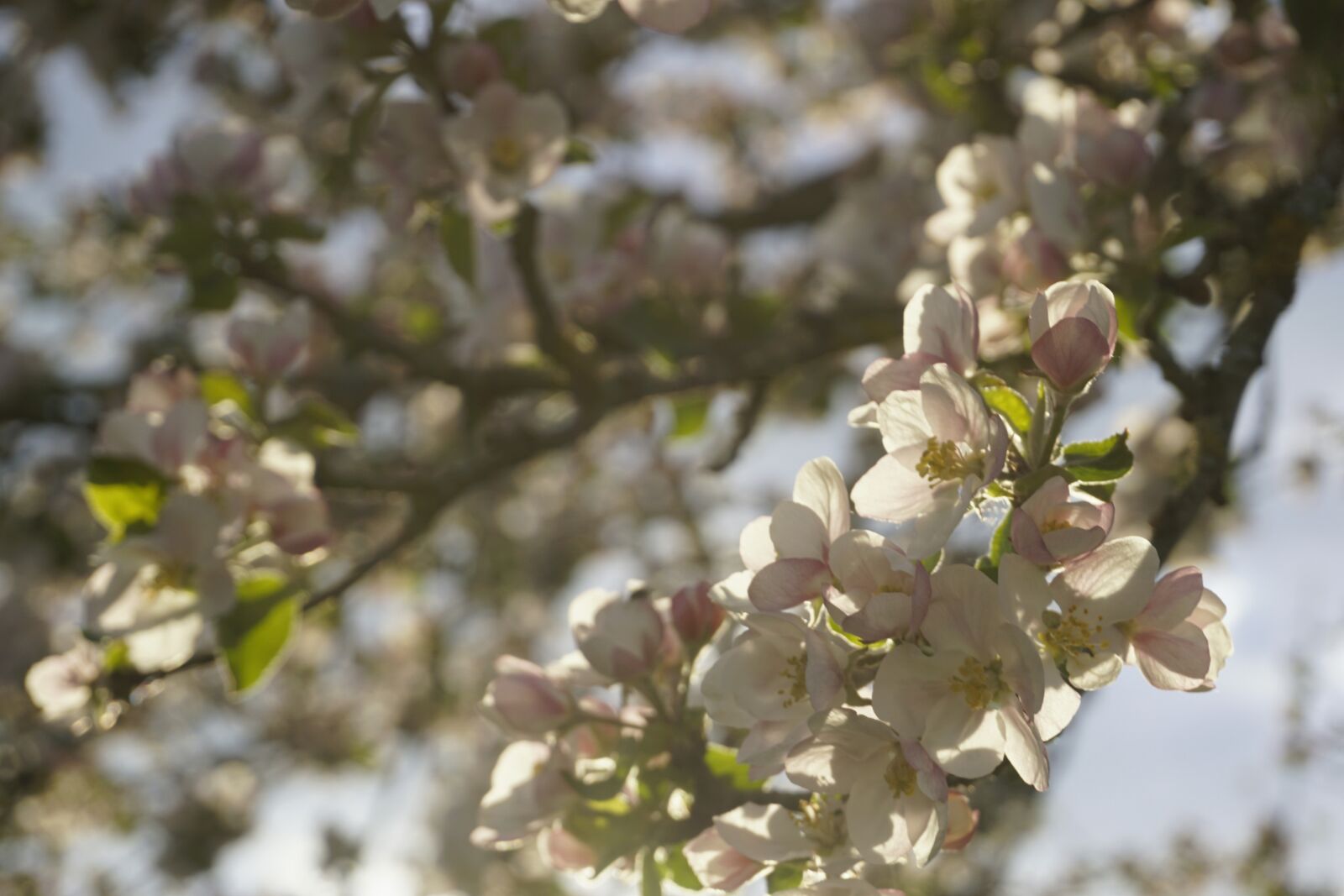 Sony a6000 sample photo. Apfel, baum, blüte photography