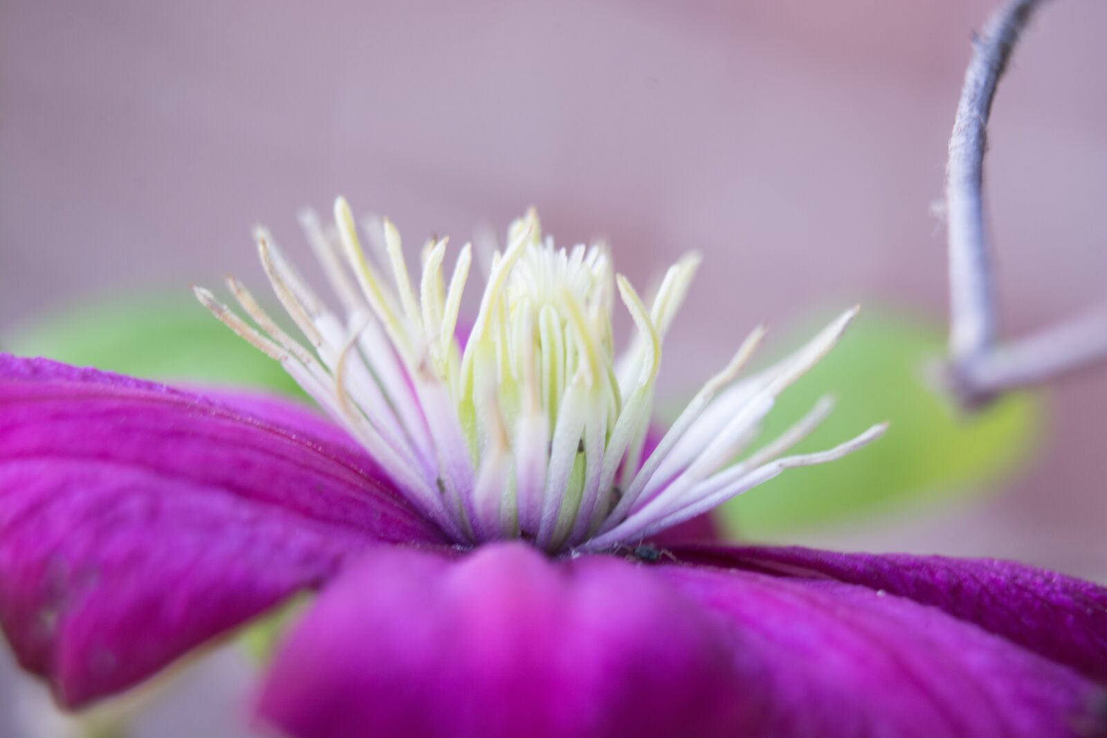 Nikon D7100 sample photo. Flower, purple, nature photography