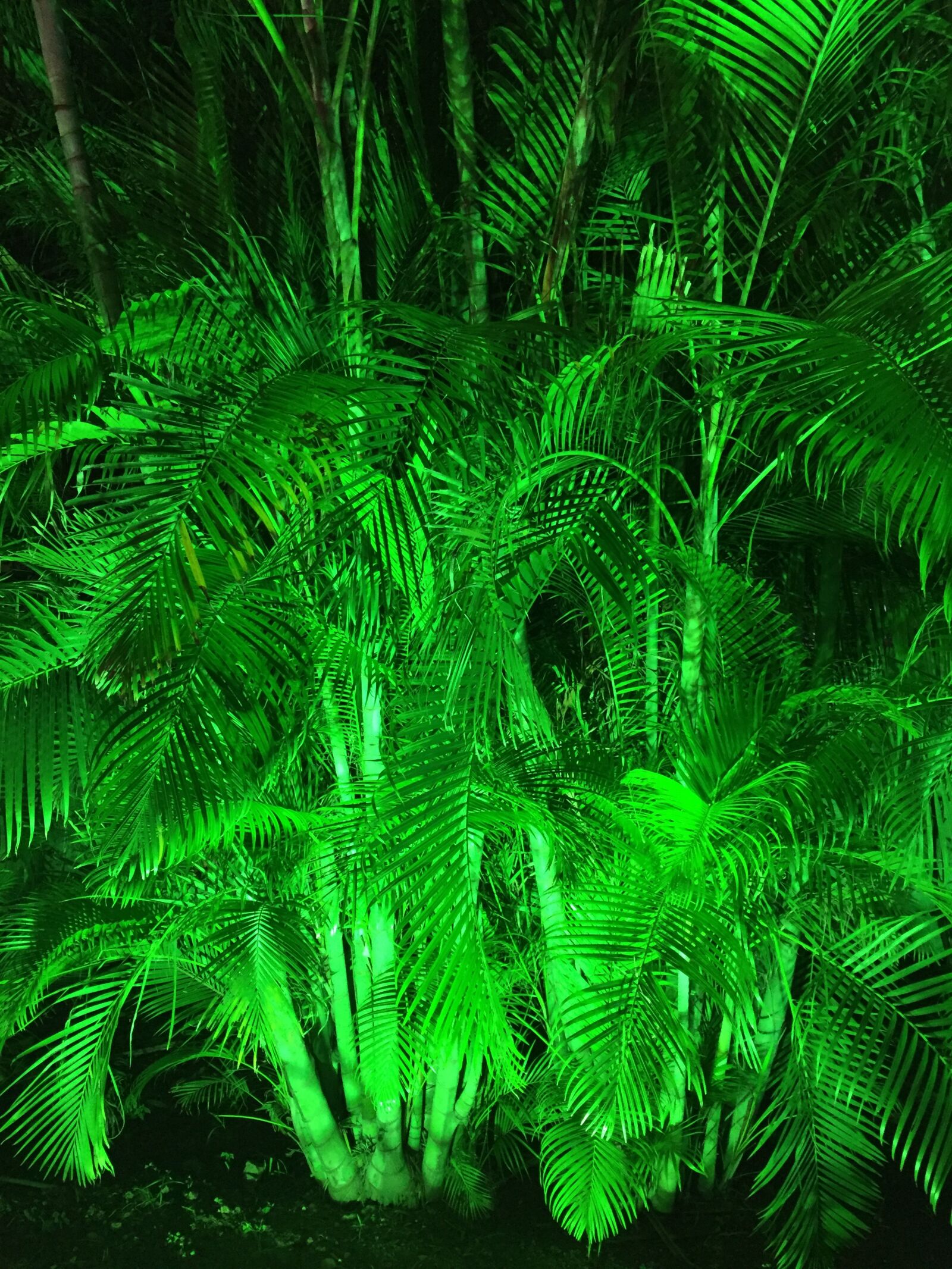Apple iPhone 6 sample photo. Green, palm, lights photography