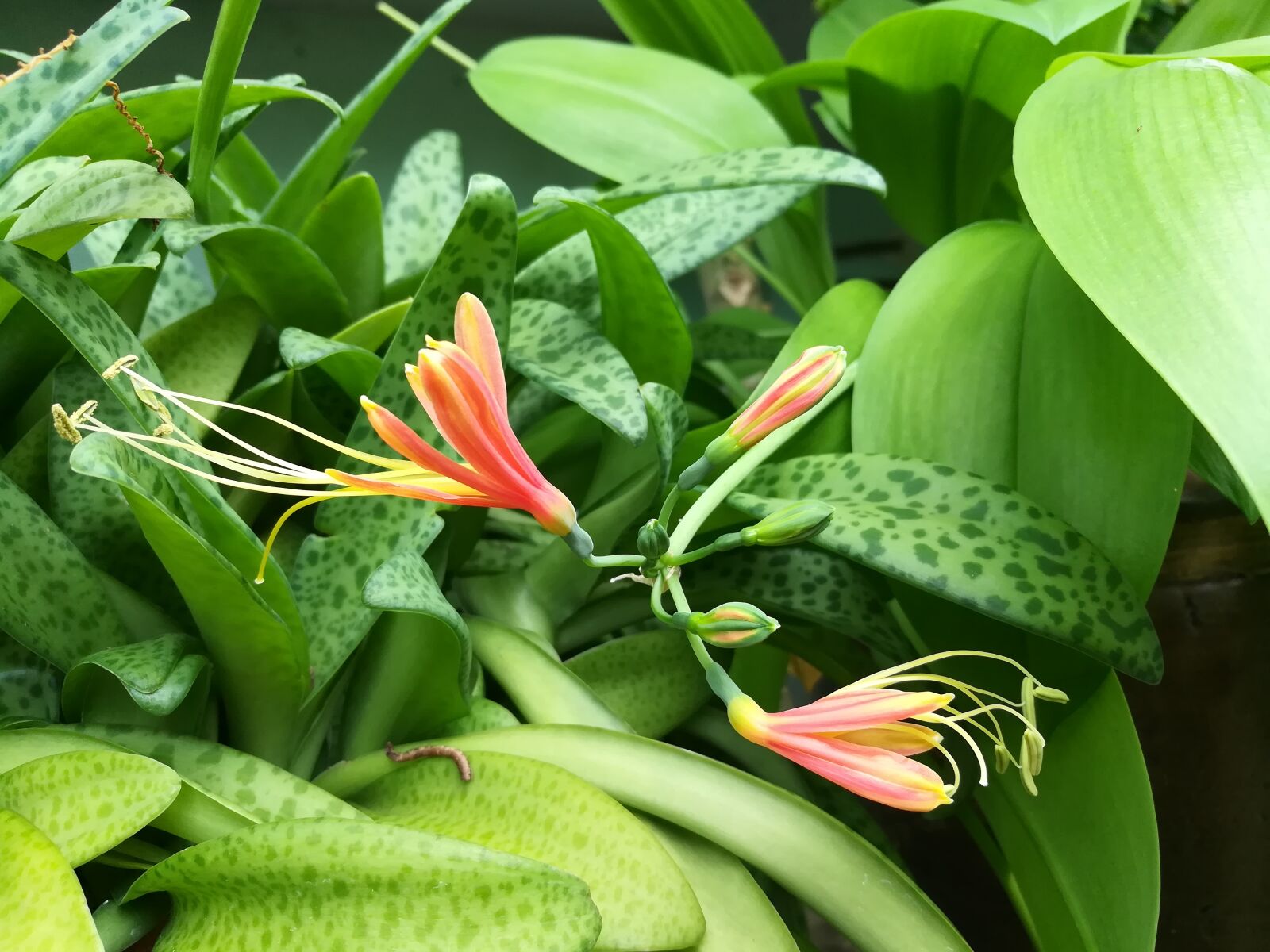 HUAWEI GR5 2017 sample photo. Flowers, orange, green photography