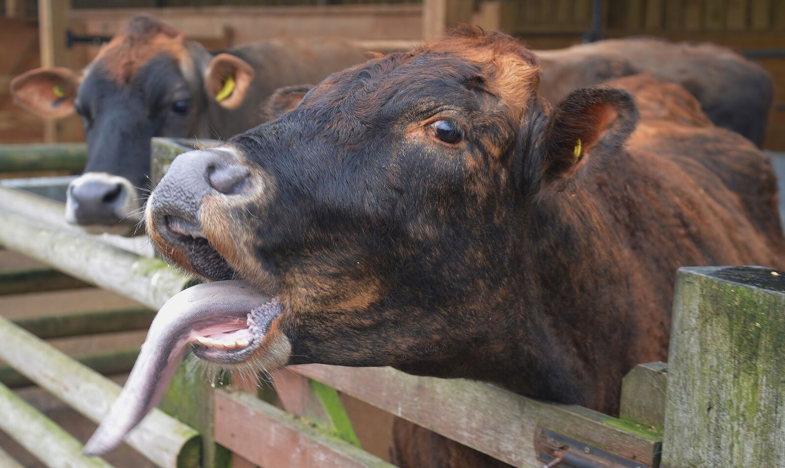 Nikon D800 sample photo. Cow, jersey, livestock photography