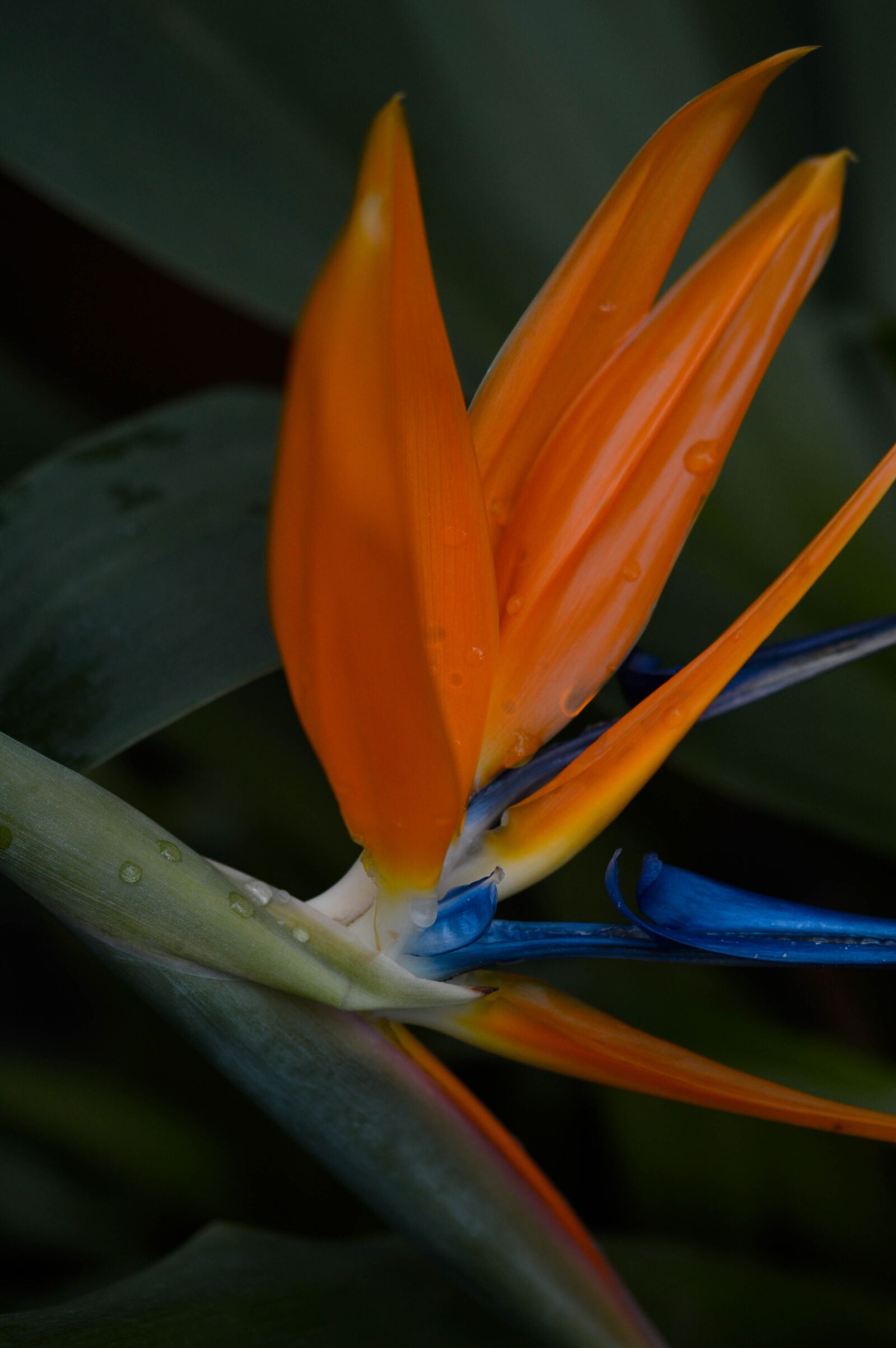 Nikon D3200 sample photo. Flower, bird of paradise photography