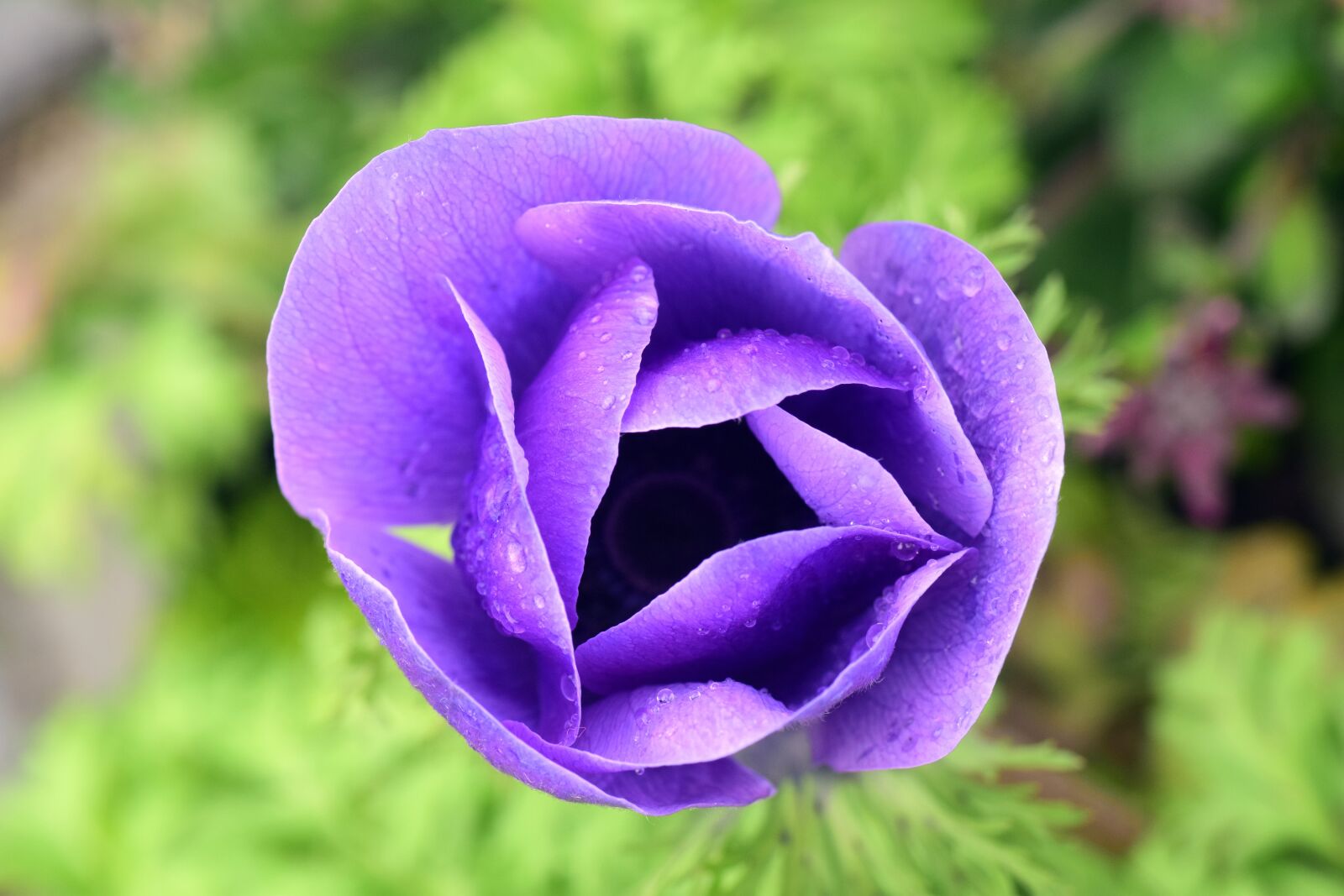 Nikon D3300 sample photo. Poppy, blue poppy, blossom photography