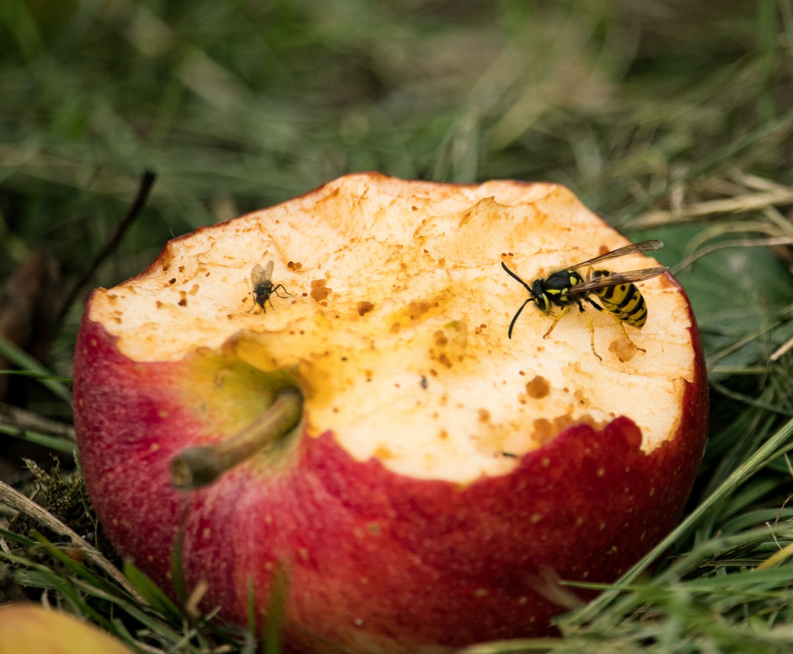 Canon EF-S 55-250mm F4-5.6 IS STM sample photo. Apple, fruit, bitten photography
