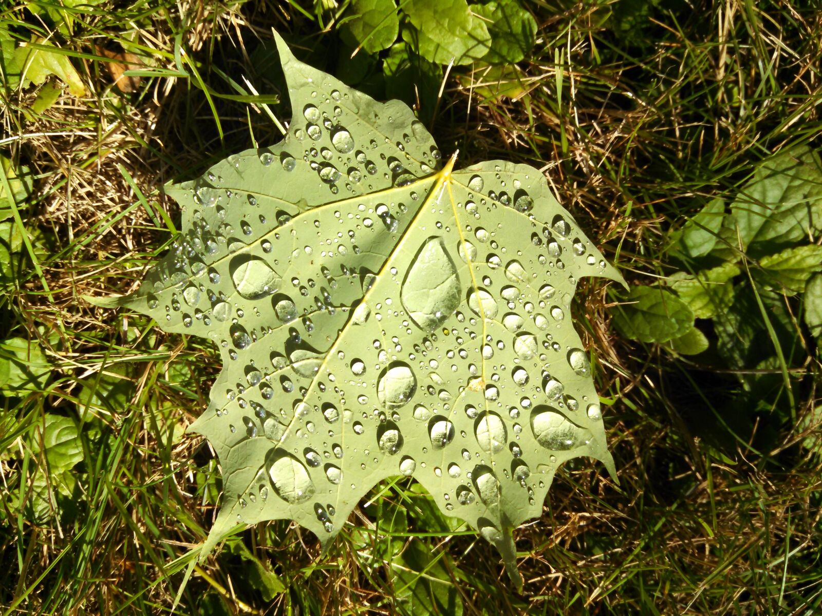 Motorola Electrify M sample photo. Leaf, water droplets, magnification photography